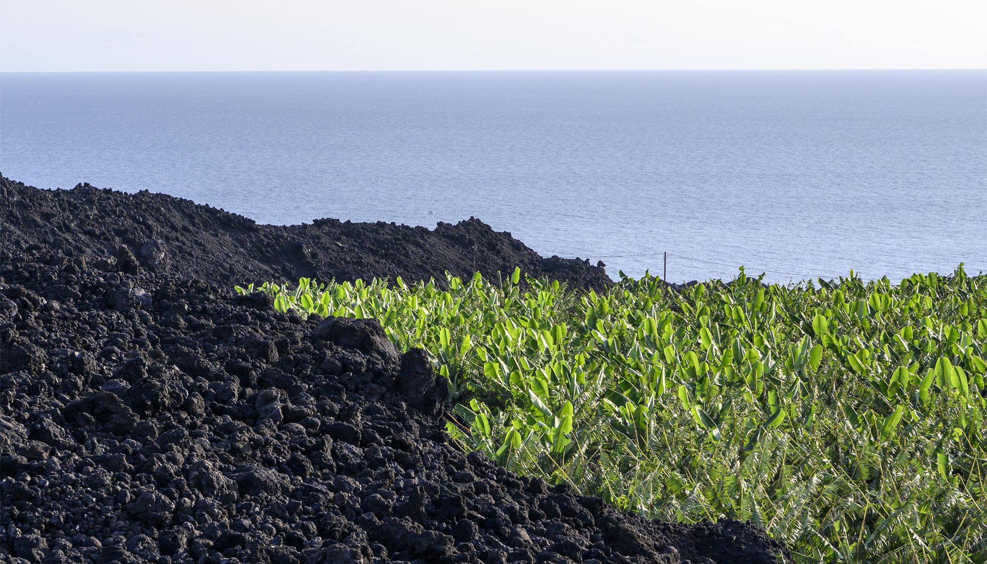 Plataneras en La Palma Canarias