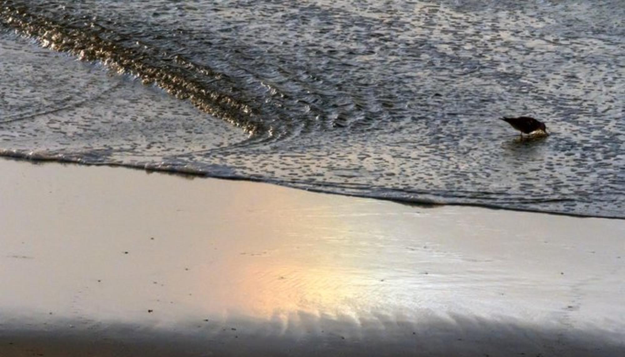 Mar. Playa. Playas. Pájaro. Medio ambiente. Naturaleza. Orilla