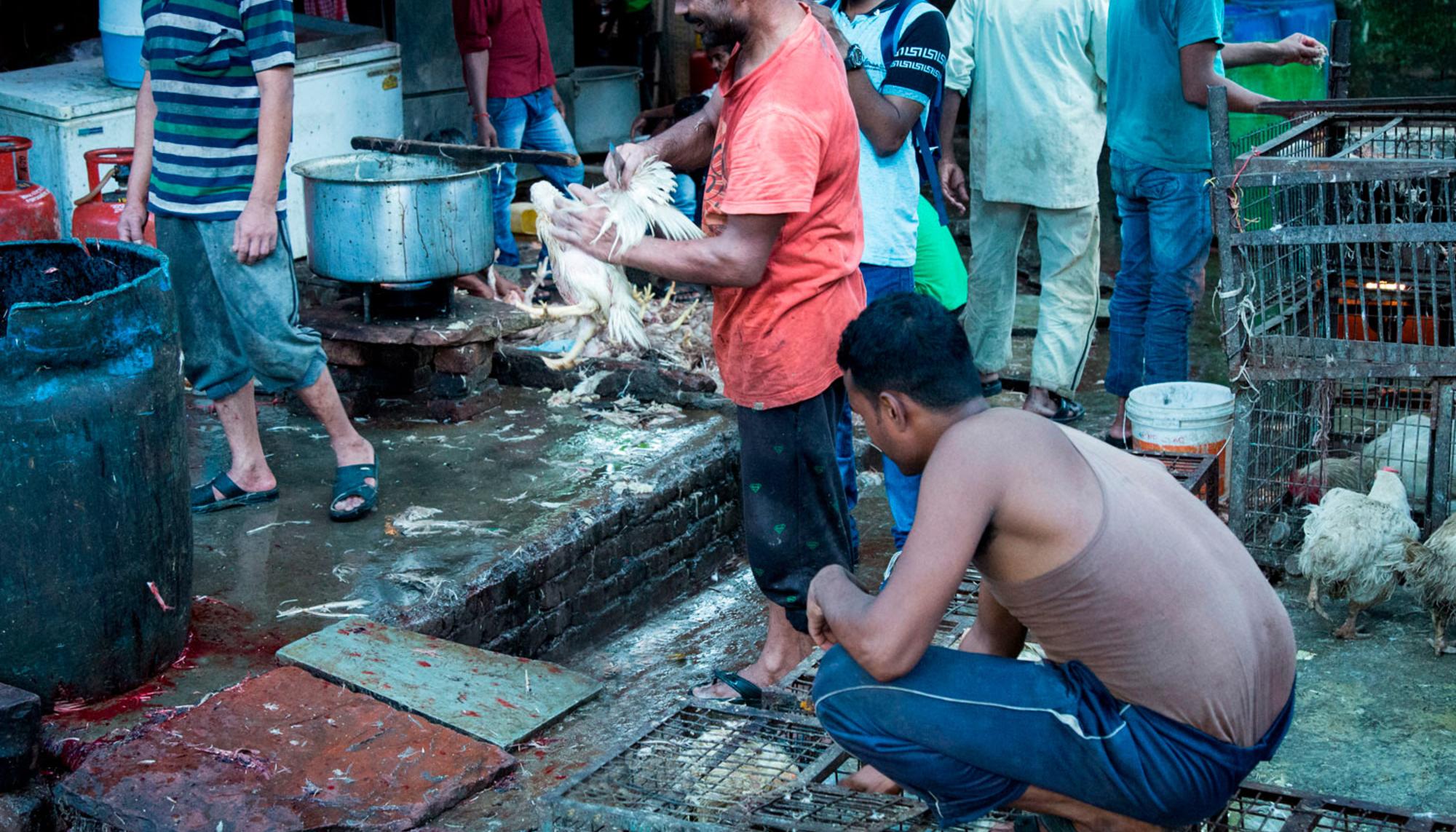Mercado de animales vivos en India 2