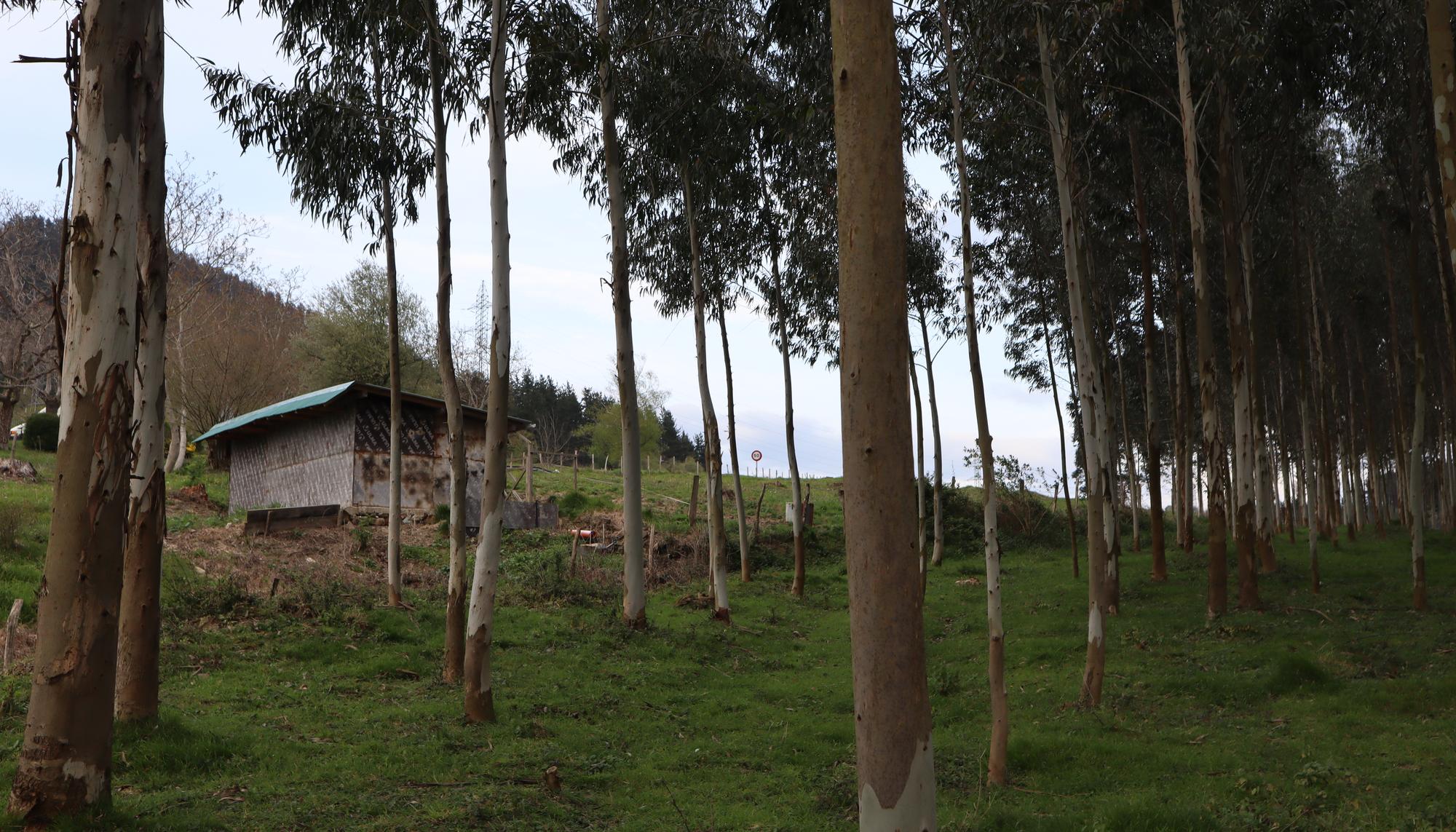 Plantación privada eucalipto