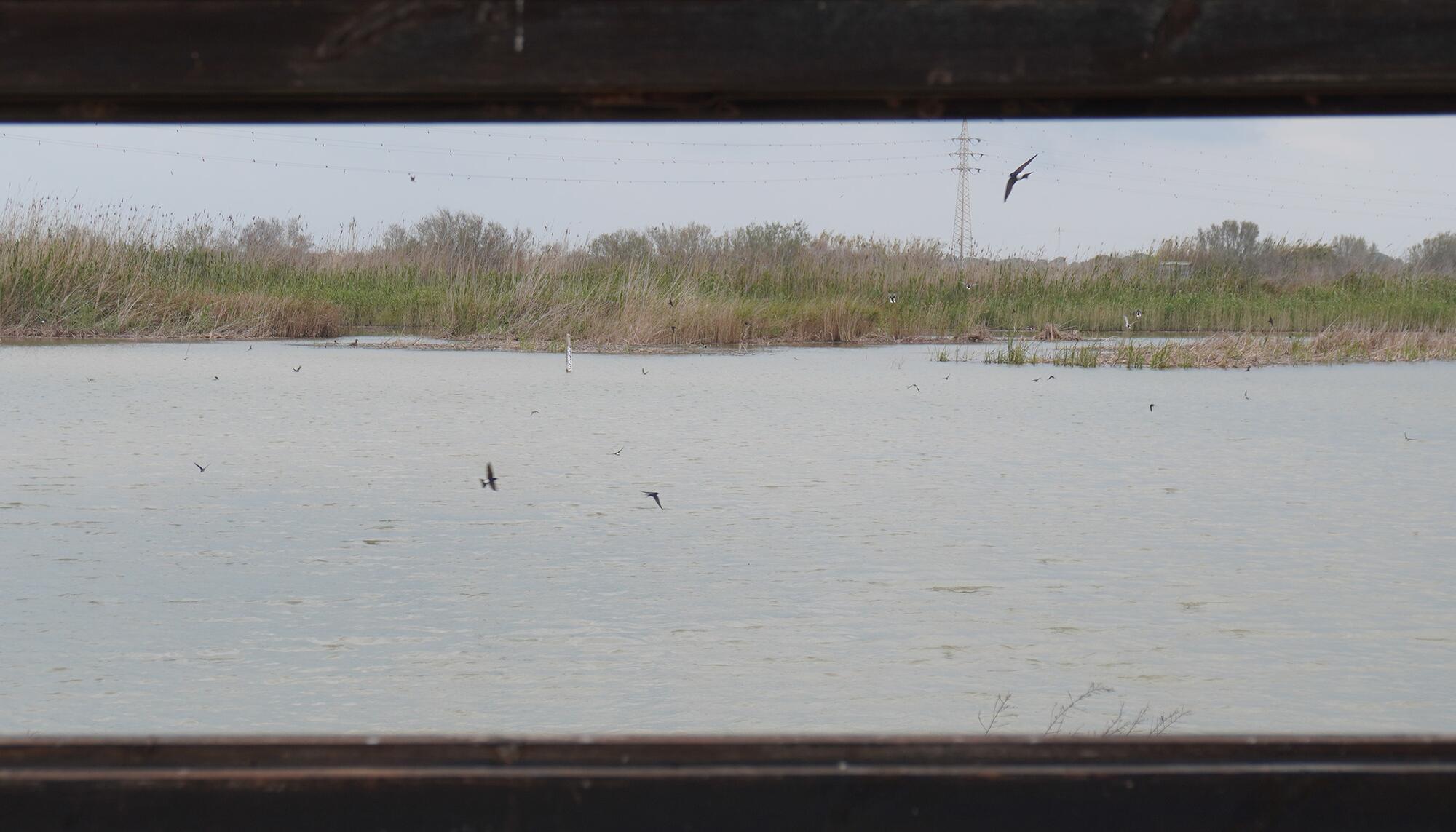Albufera Reportaje - 1