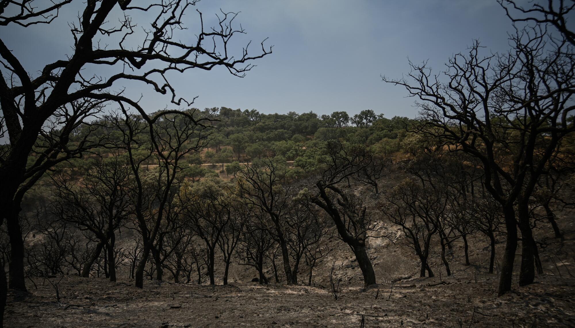 Incendio Niebla Pata del Caballo quemada