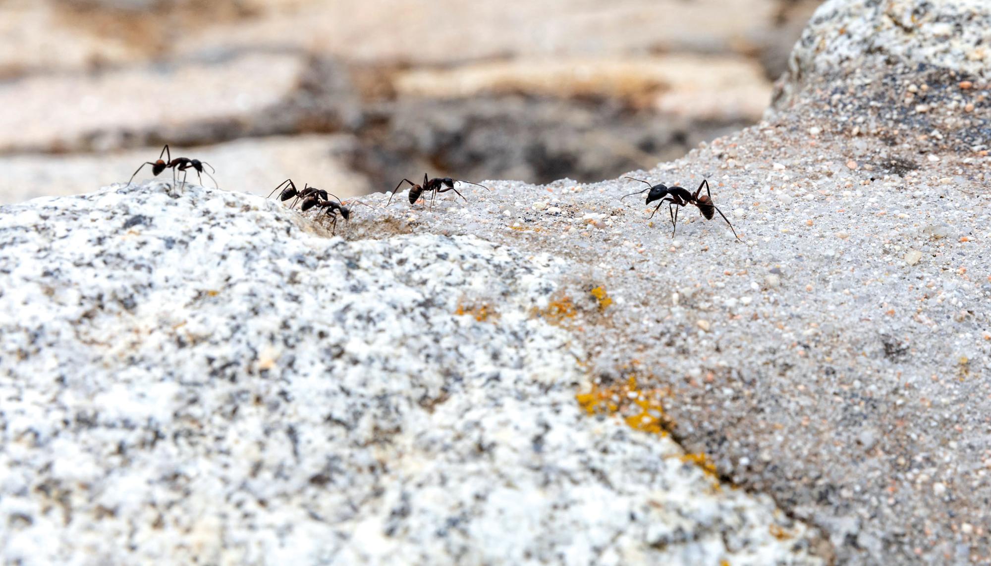 desaparicion insectos hormigas Insecticidio