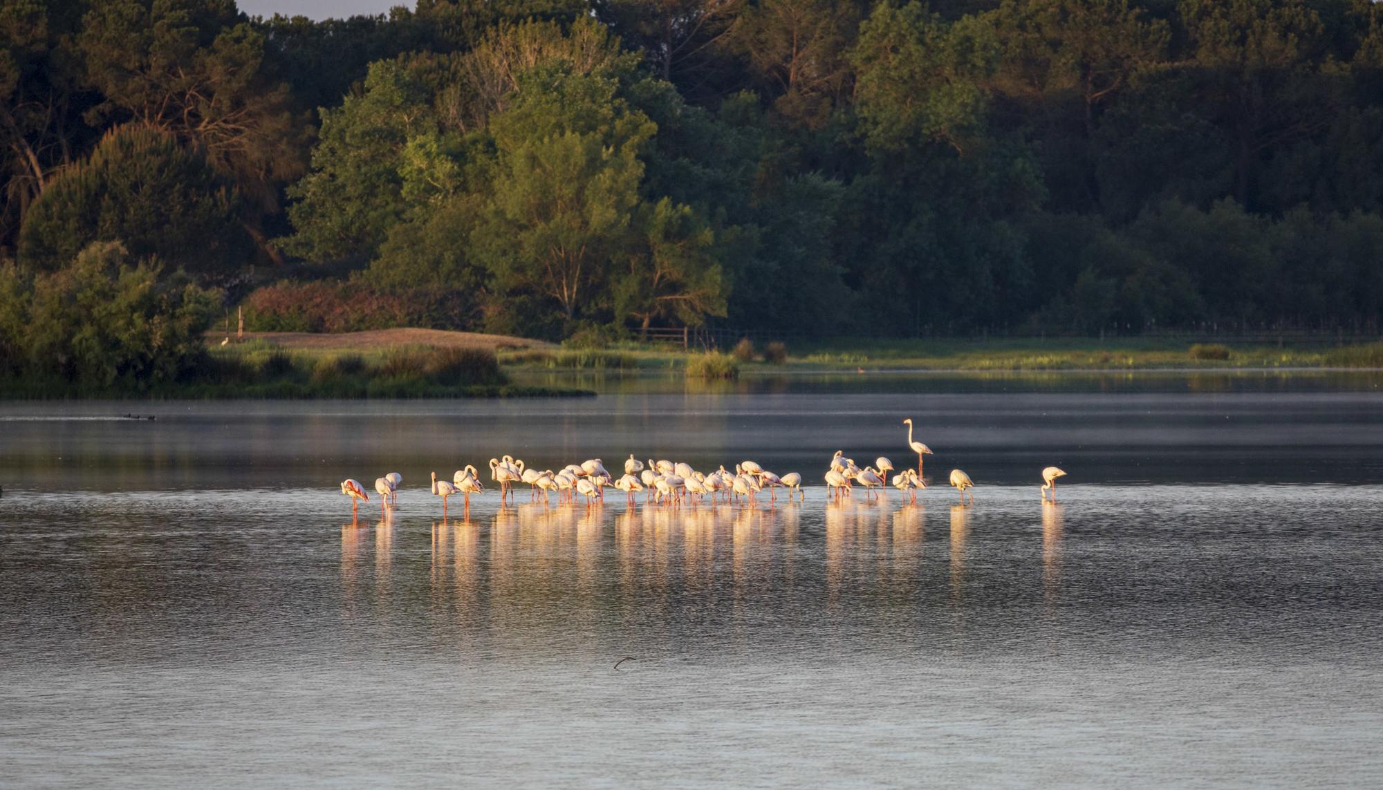 Doñana Abril 2023 - 2