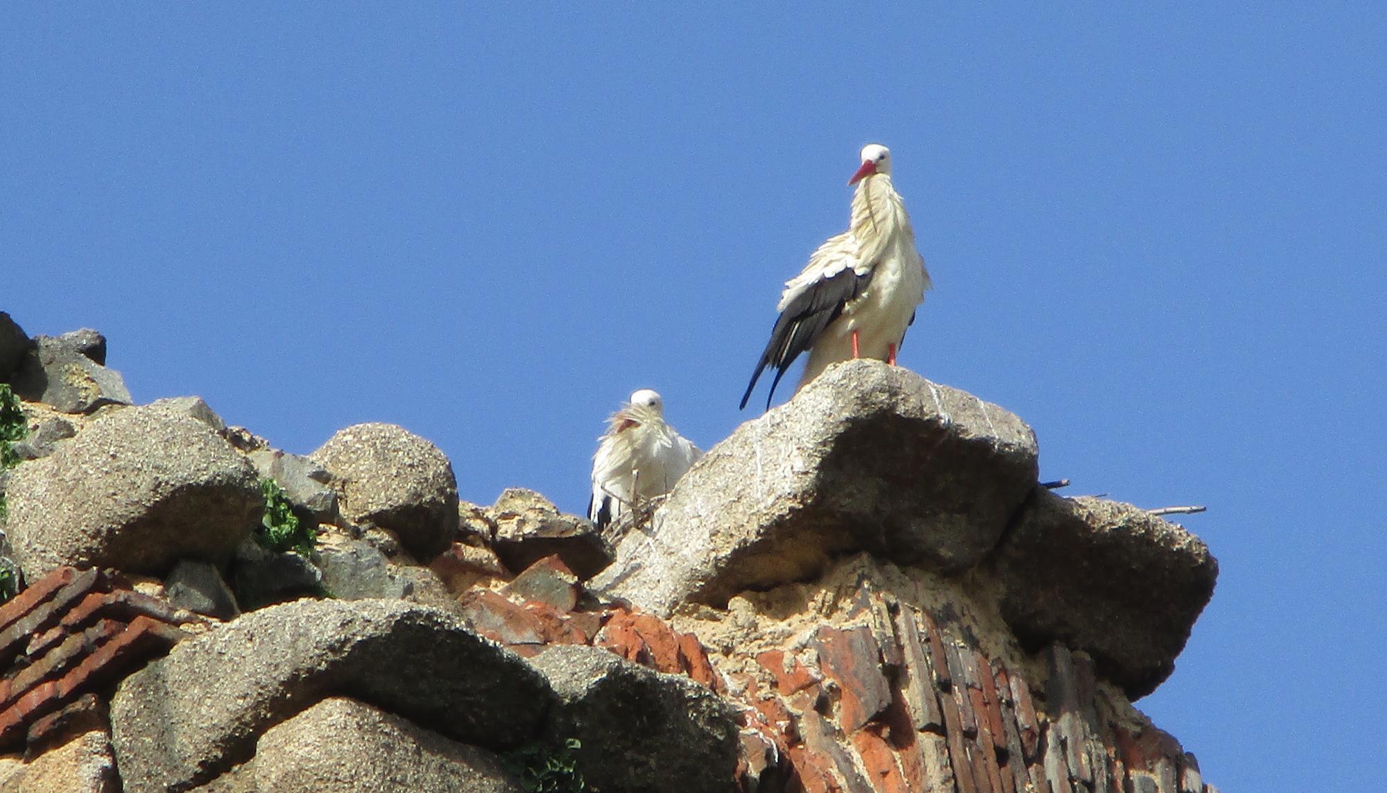 Cigüeña 3