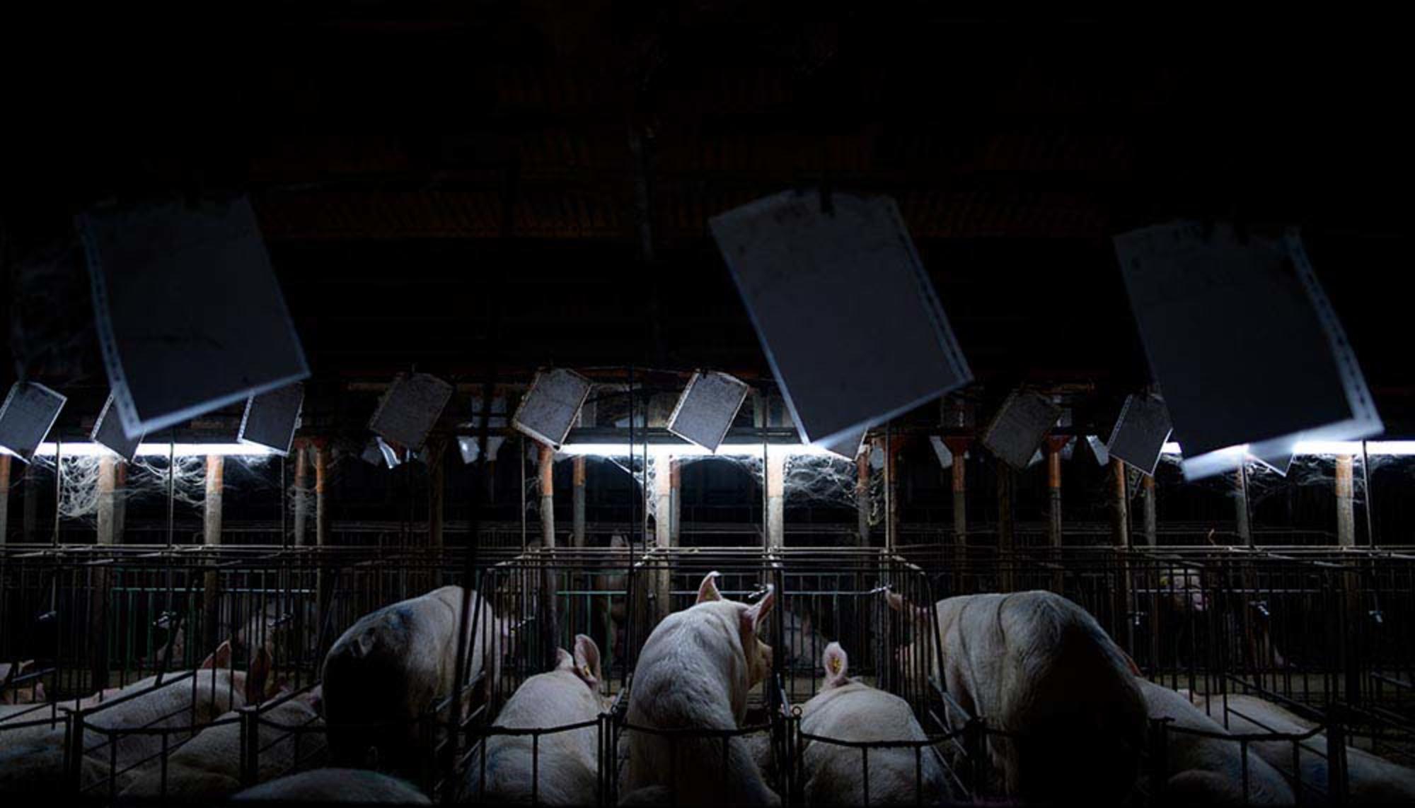 Aitor Garmendia, premio Picture Of The Year International