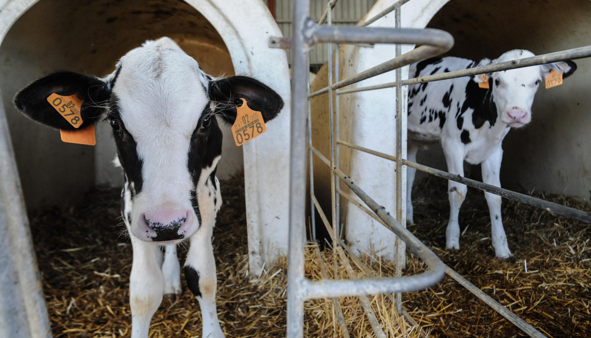 Dinámicas sociales de las vacas