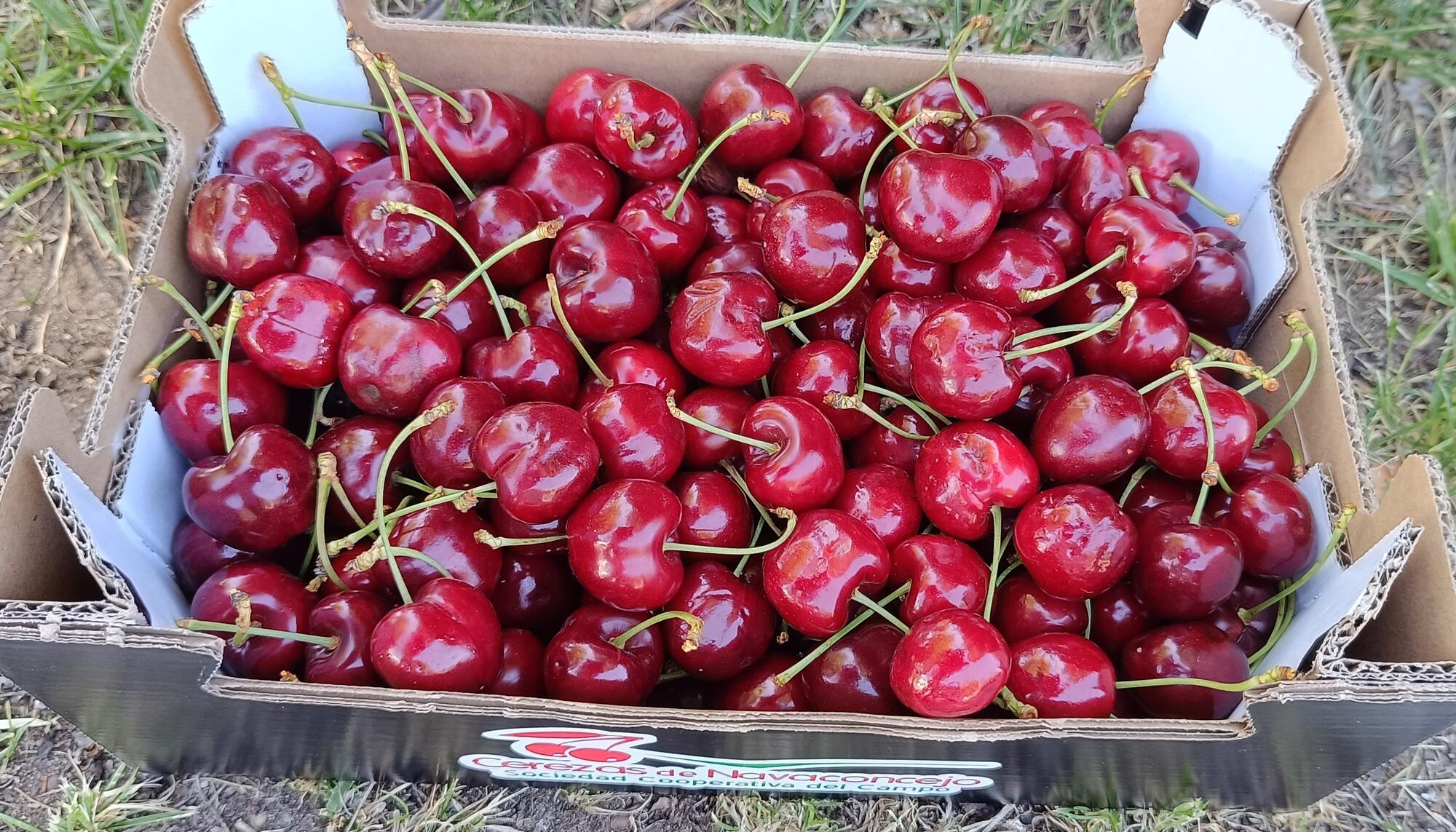 Caja de cerezas de una cooperativa del Valle del Jerte