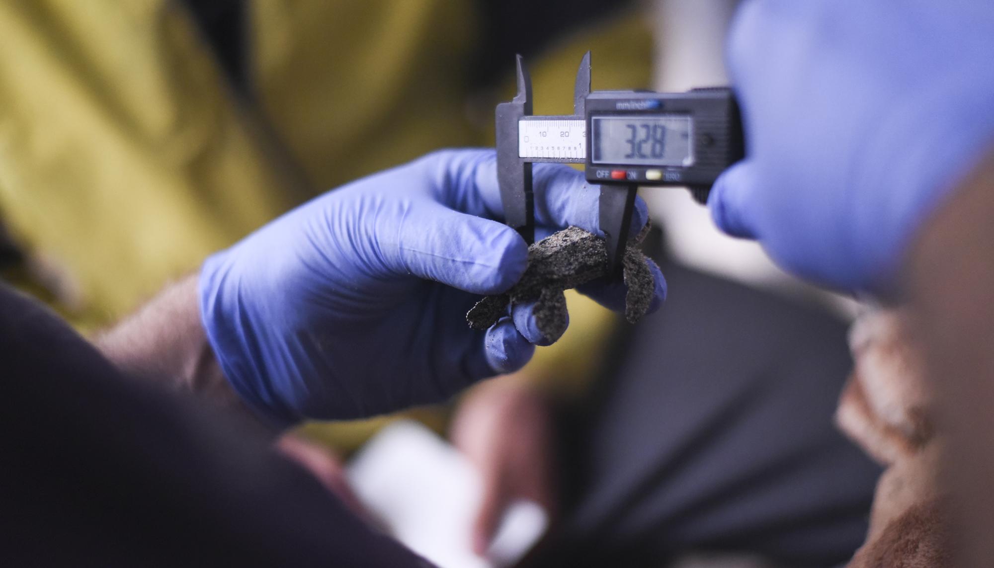 Nacen en Alicante 57 tortugas boba en pleno temporal DANA - 4