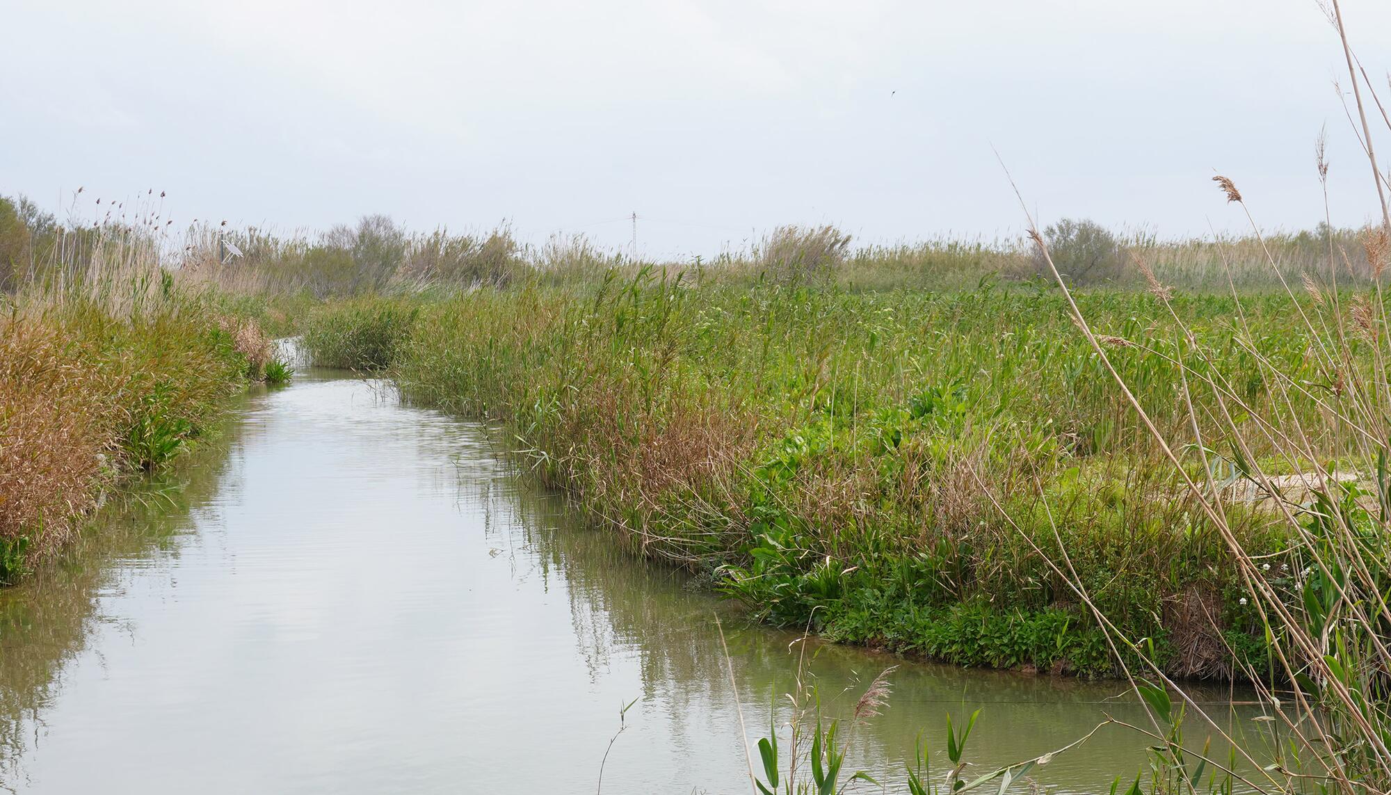 Albufera Reportaje - 2