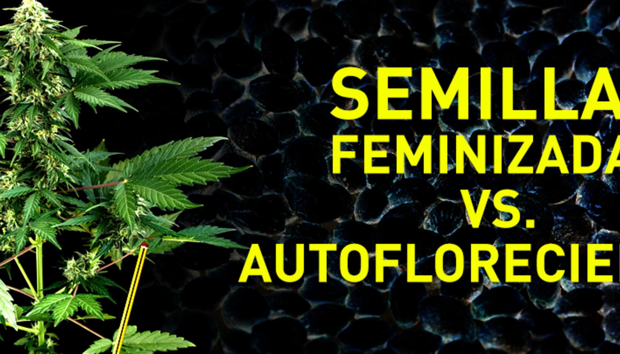 Semillas autoflorecientes VS feminizadas