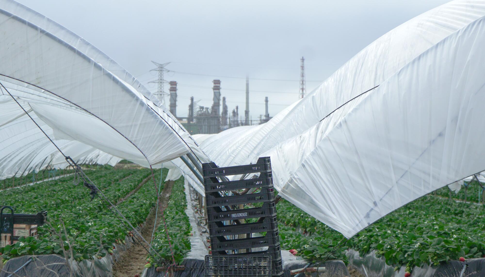 Explotación fresa - 2