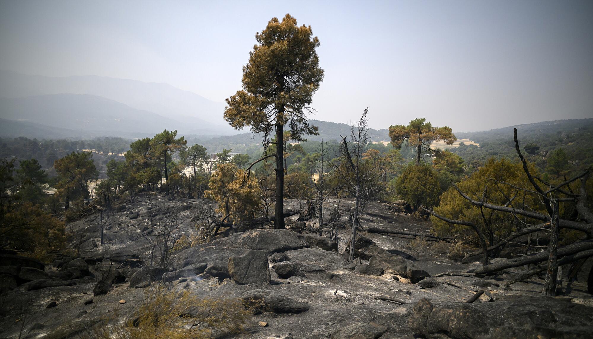 Incendio Navaluenga - 14