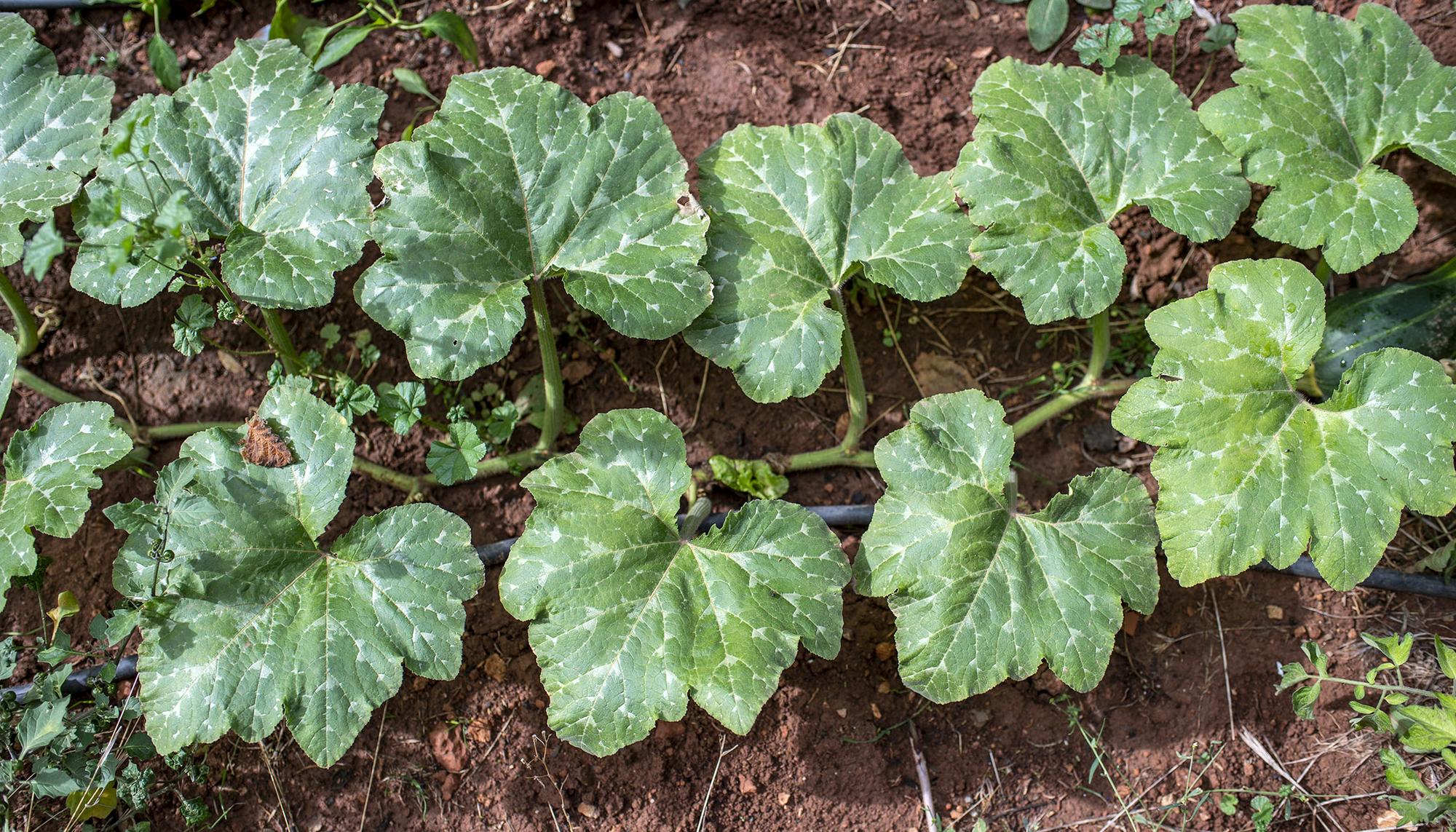 Calabaza Huerto