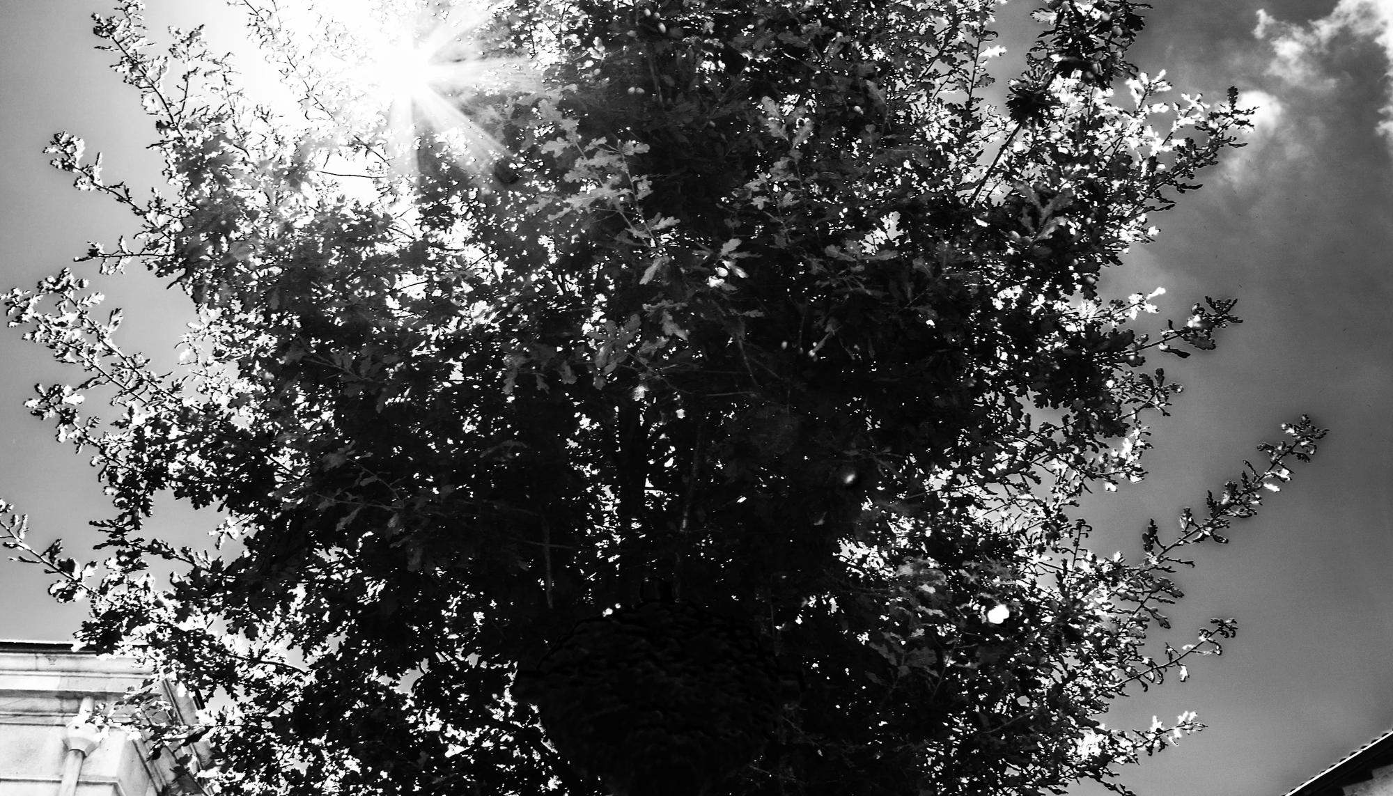 Arbol Gernika
