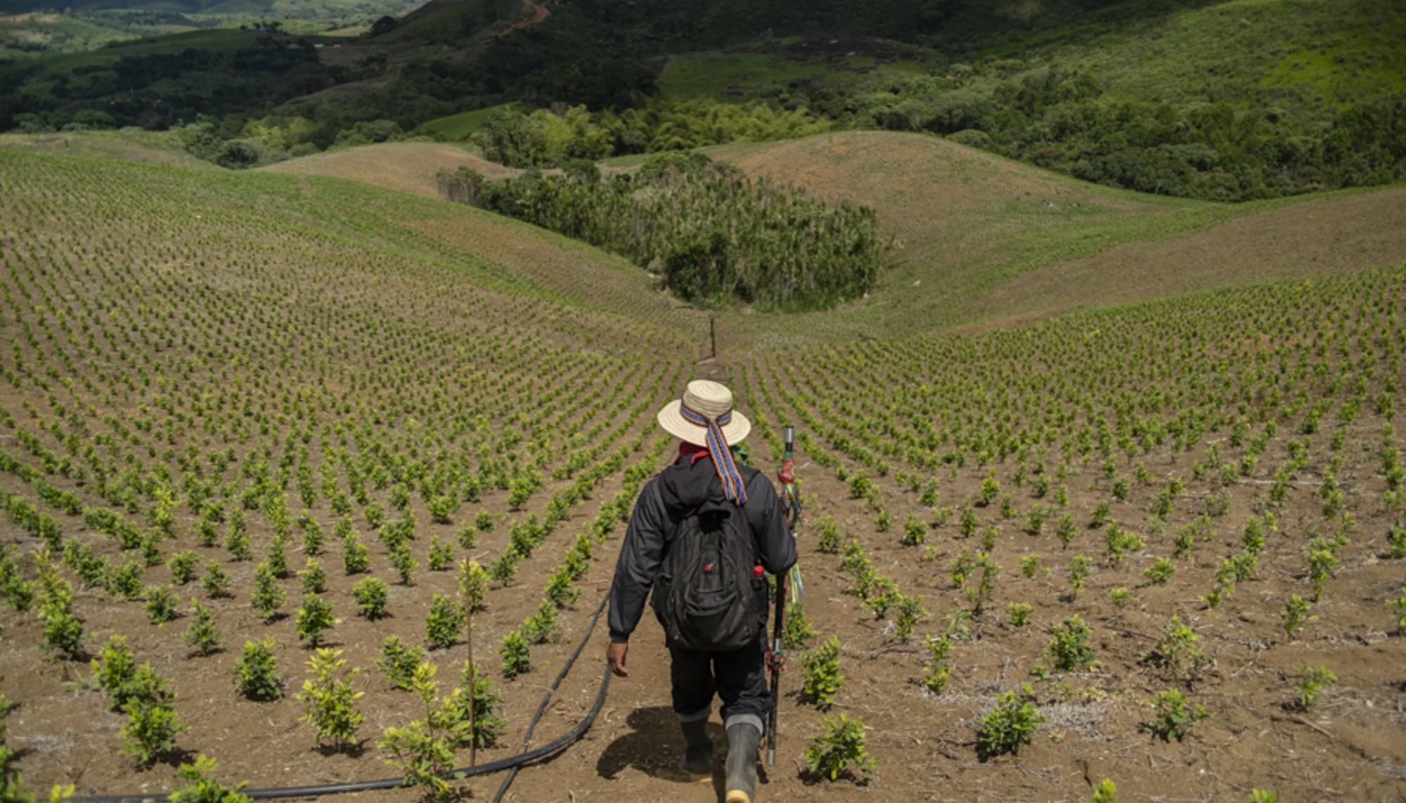 Guardia Indígena en el Cauca, Colombia. - 3