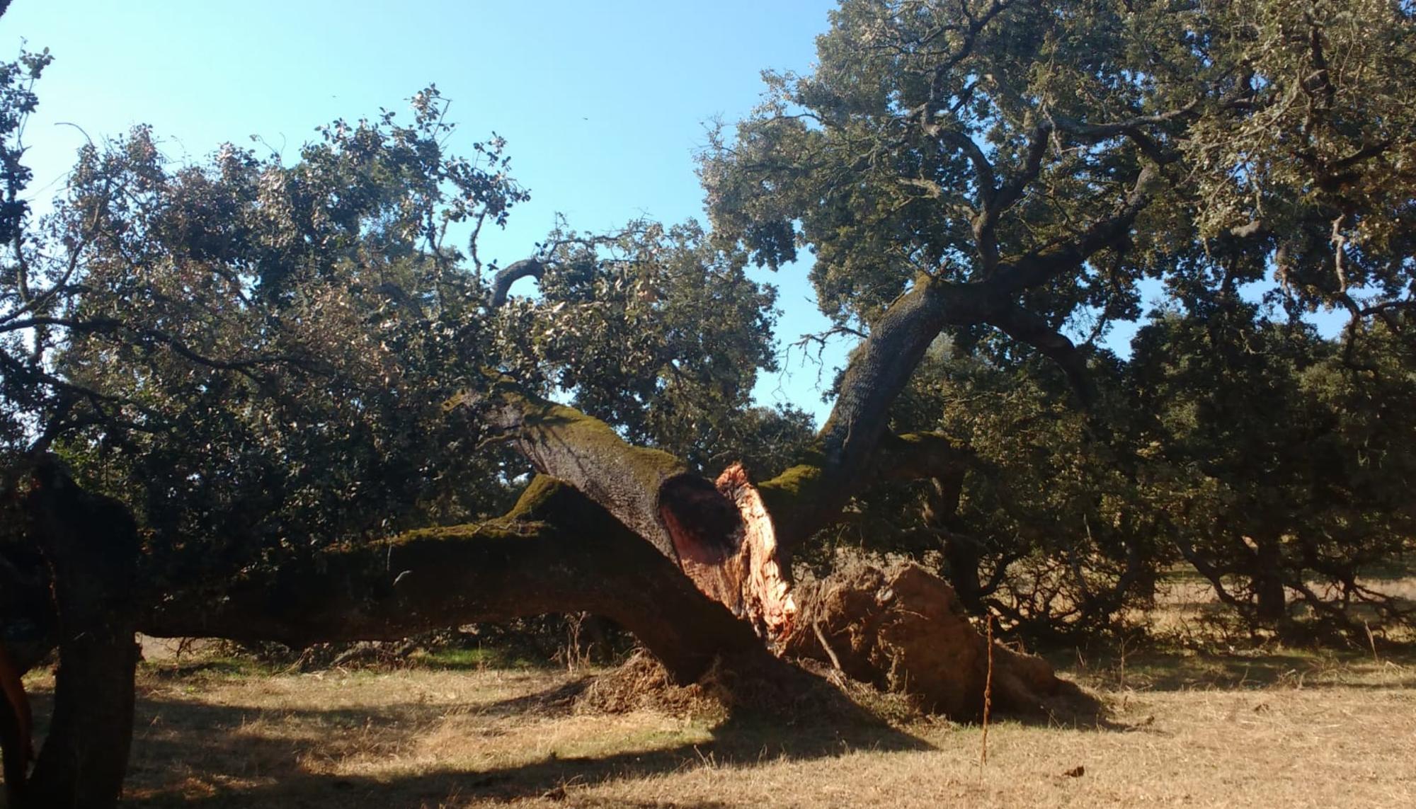 Encina partida