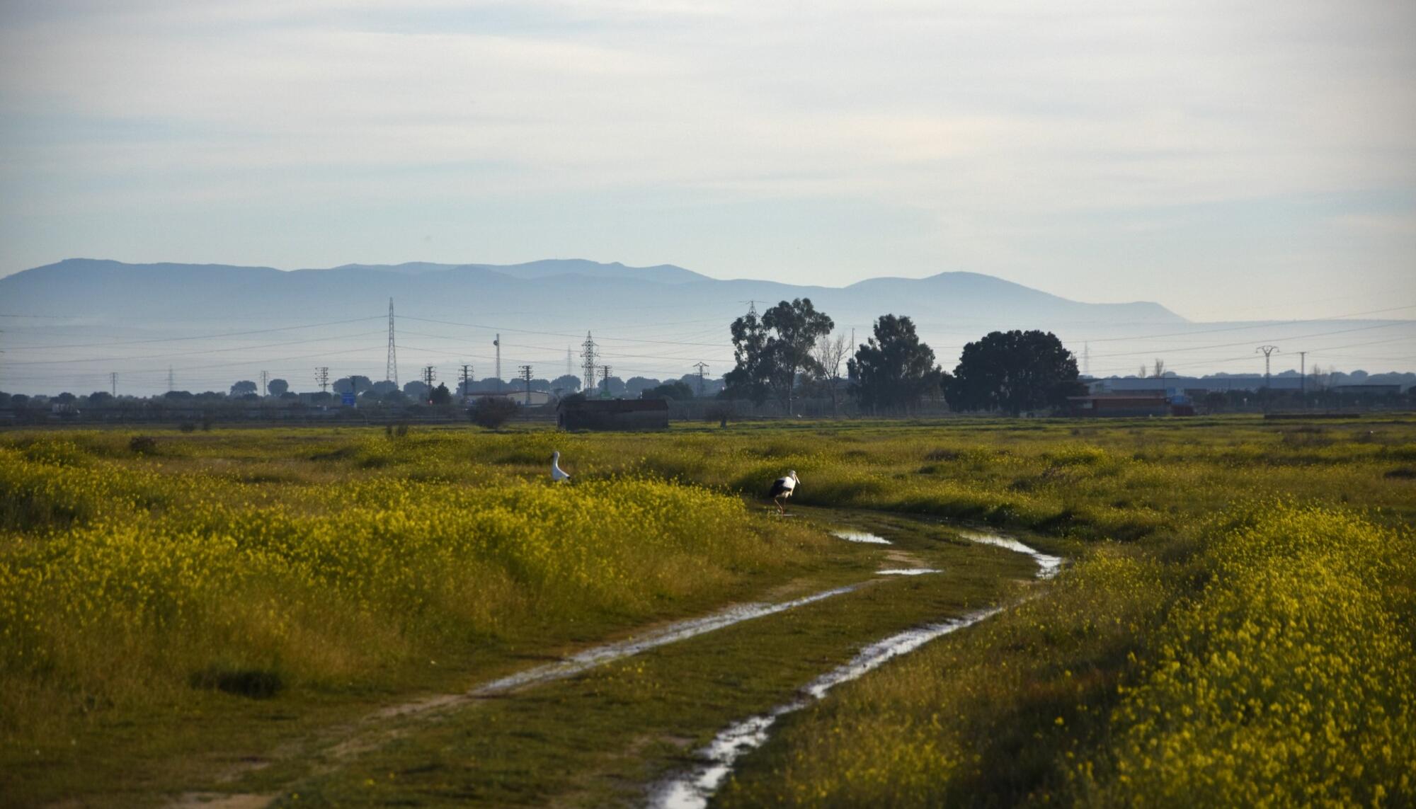 Terrenos donde la compañía Meta planea construir su nuevo centro de datos, en las inmediaciones de Talavera de la Reina (Toledo) .