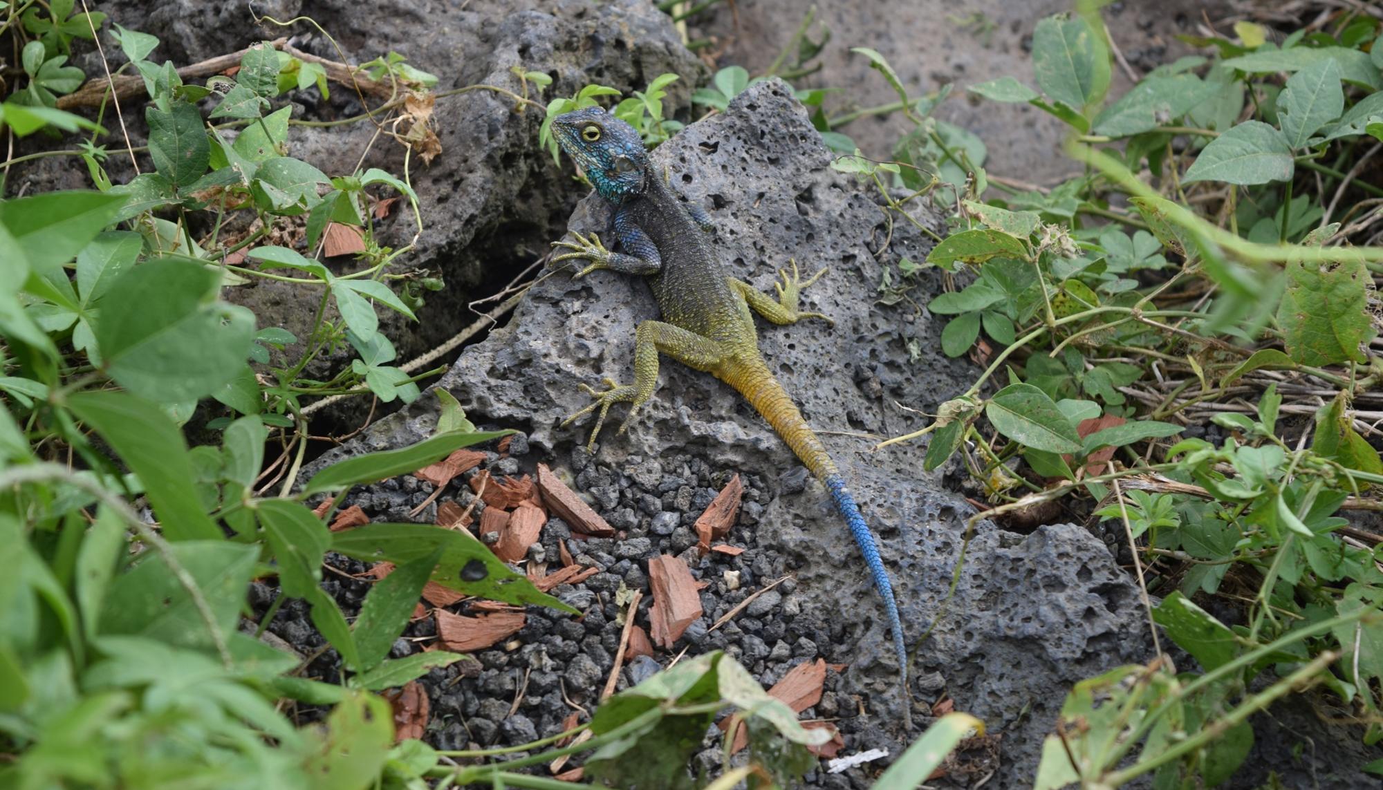 camaleon