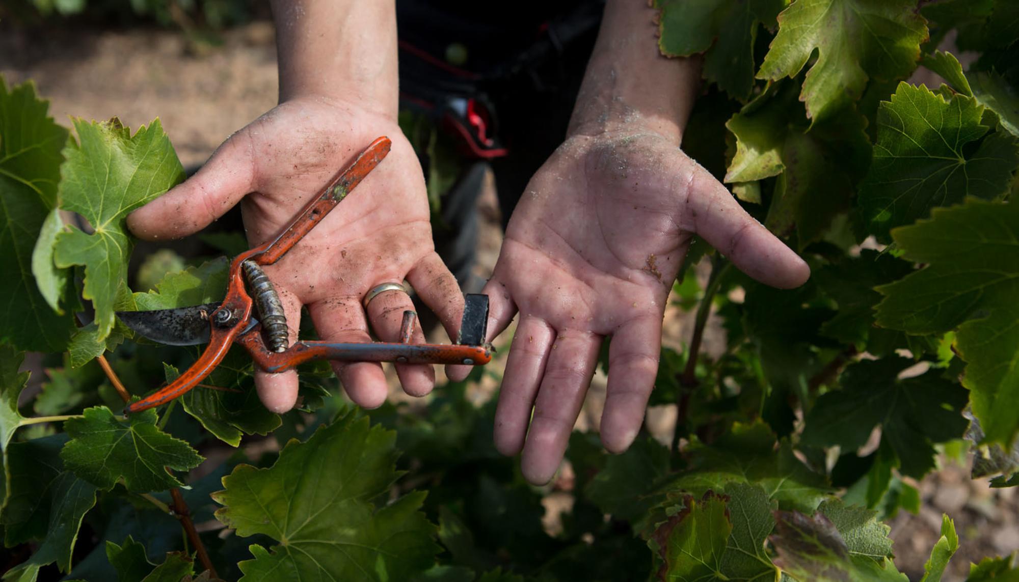 La Rioja Temporeros Vendimia 2