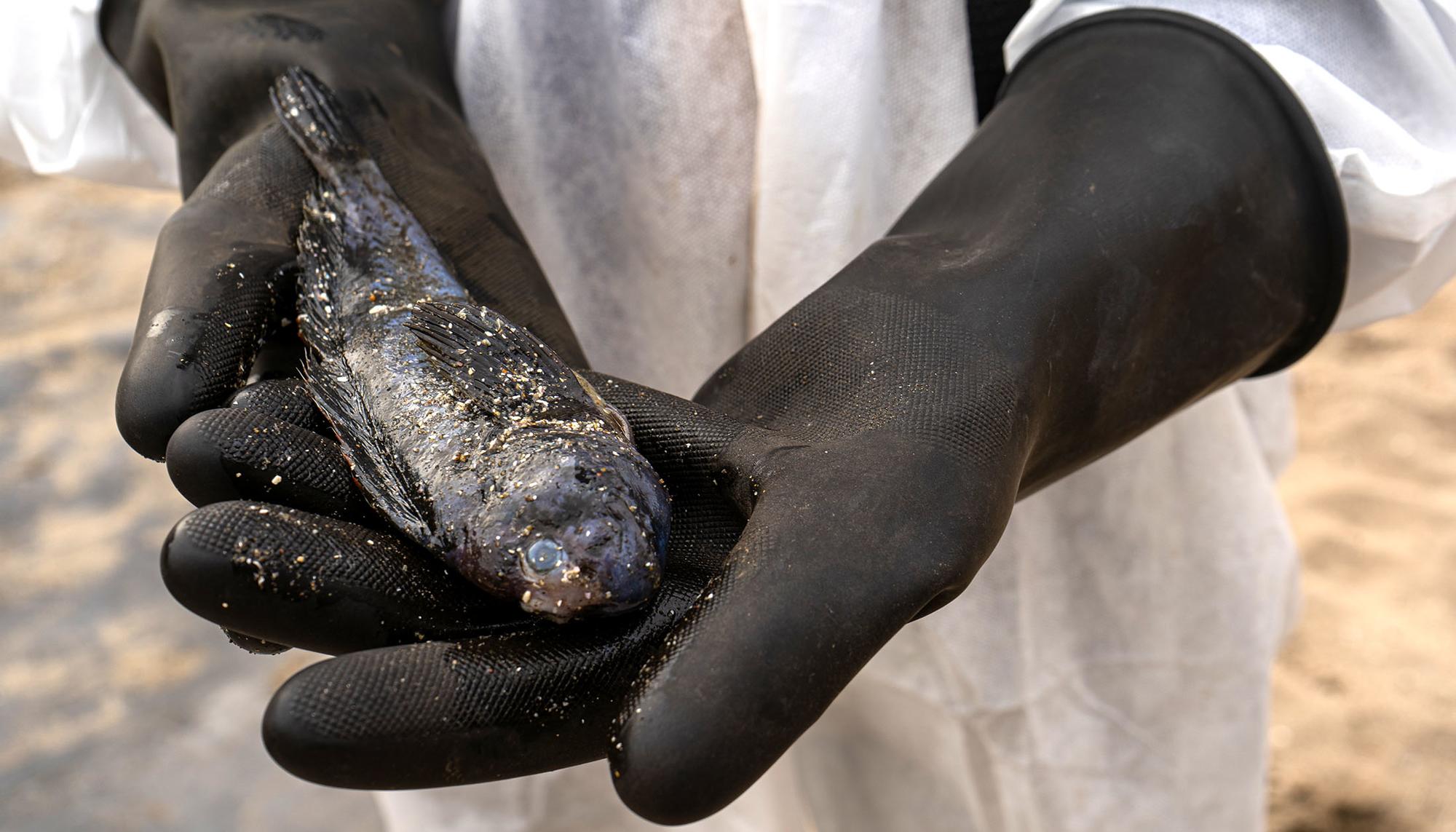 Pescadores afectados por el derrame de Repsol en Perú. - 1