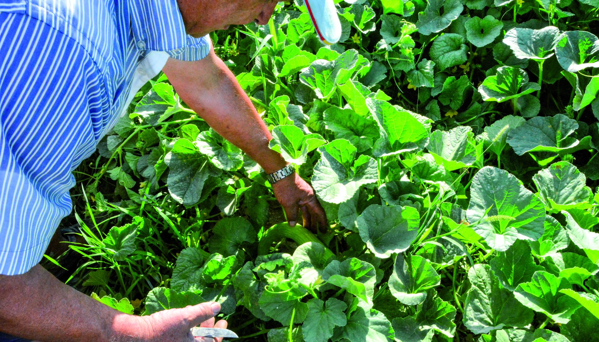 Huerta de Murcia