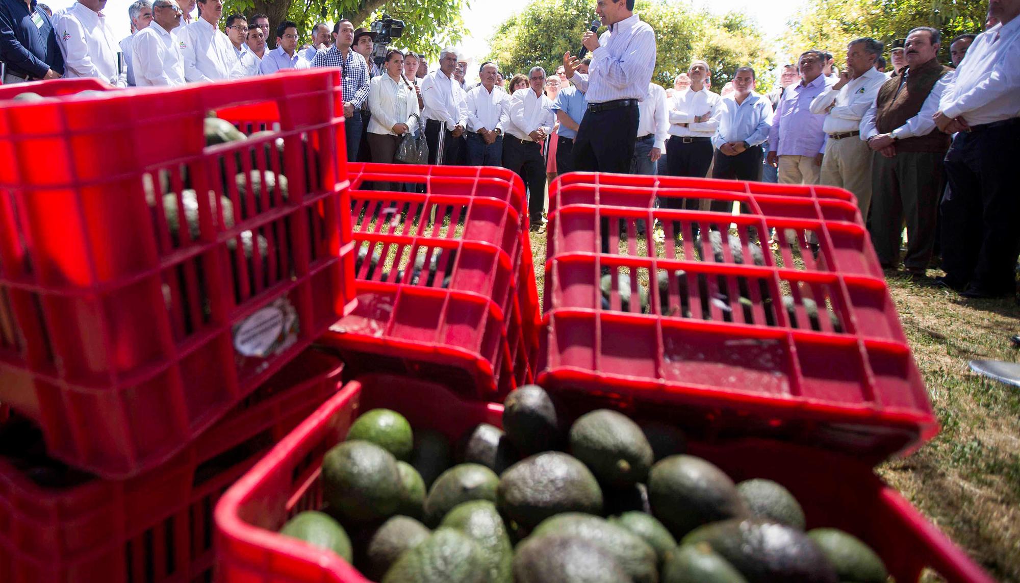 Acto del ex-presidente Enrique Peña Nieto productores de aguacate