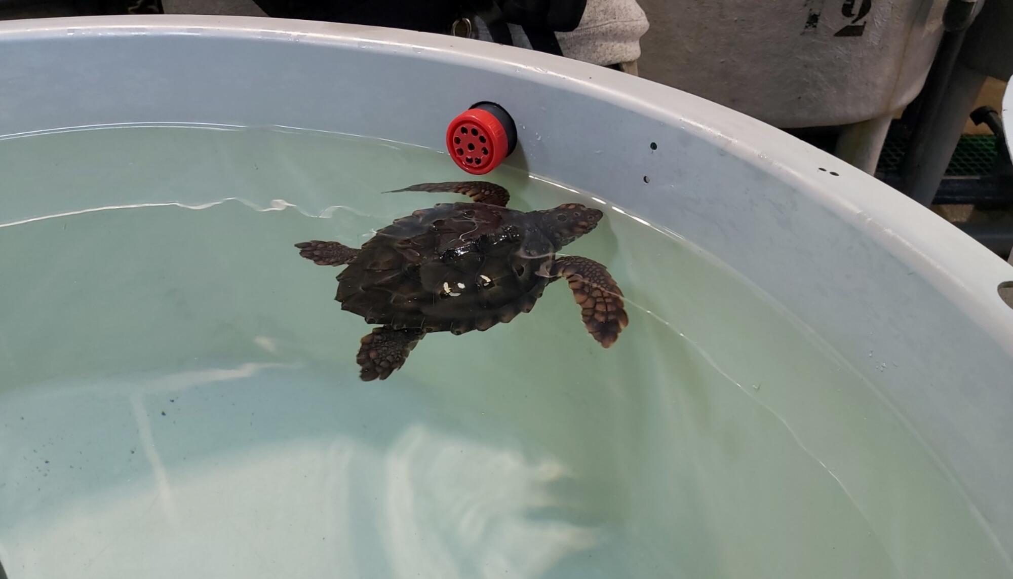 Tortuga en cautividad