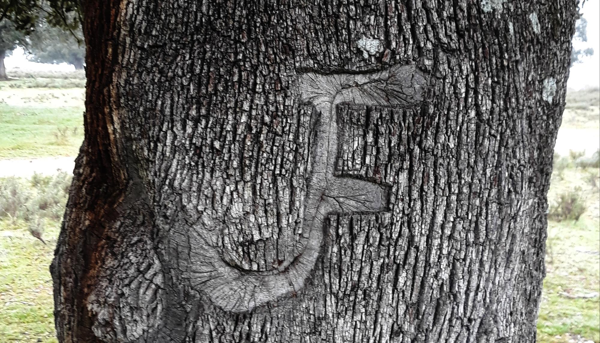 Encina marcada Peraleda