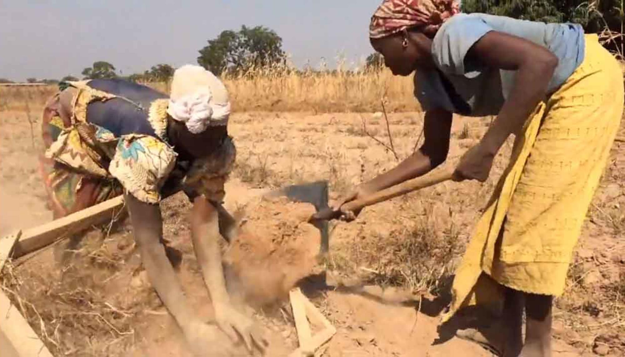 Mujeres Recogiendo Chufa