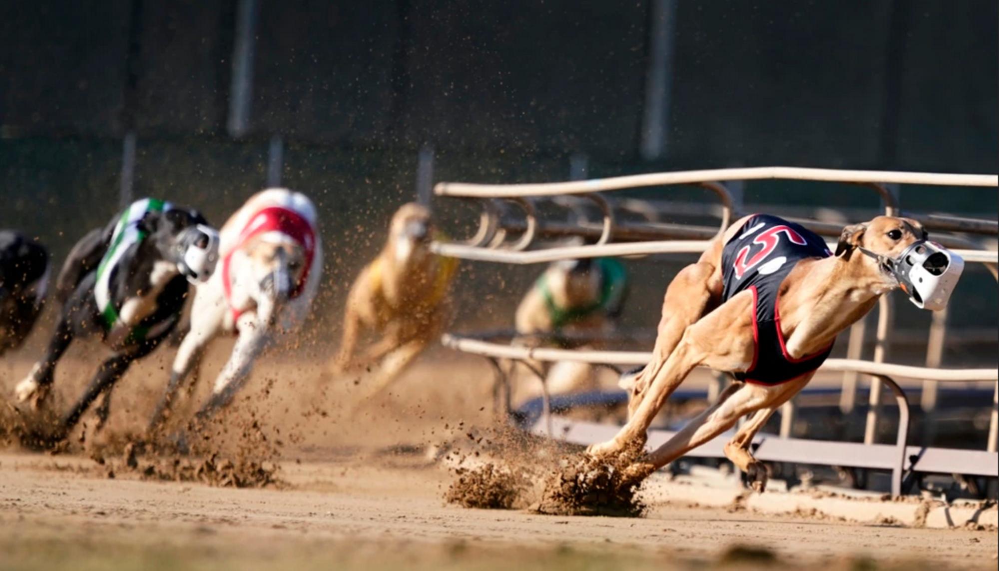 galgos canodromo