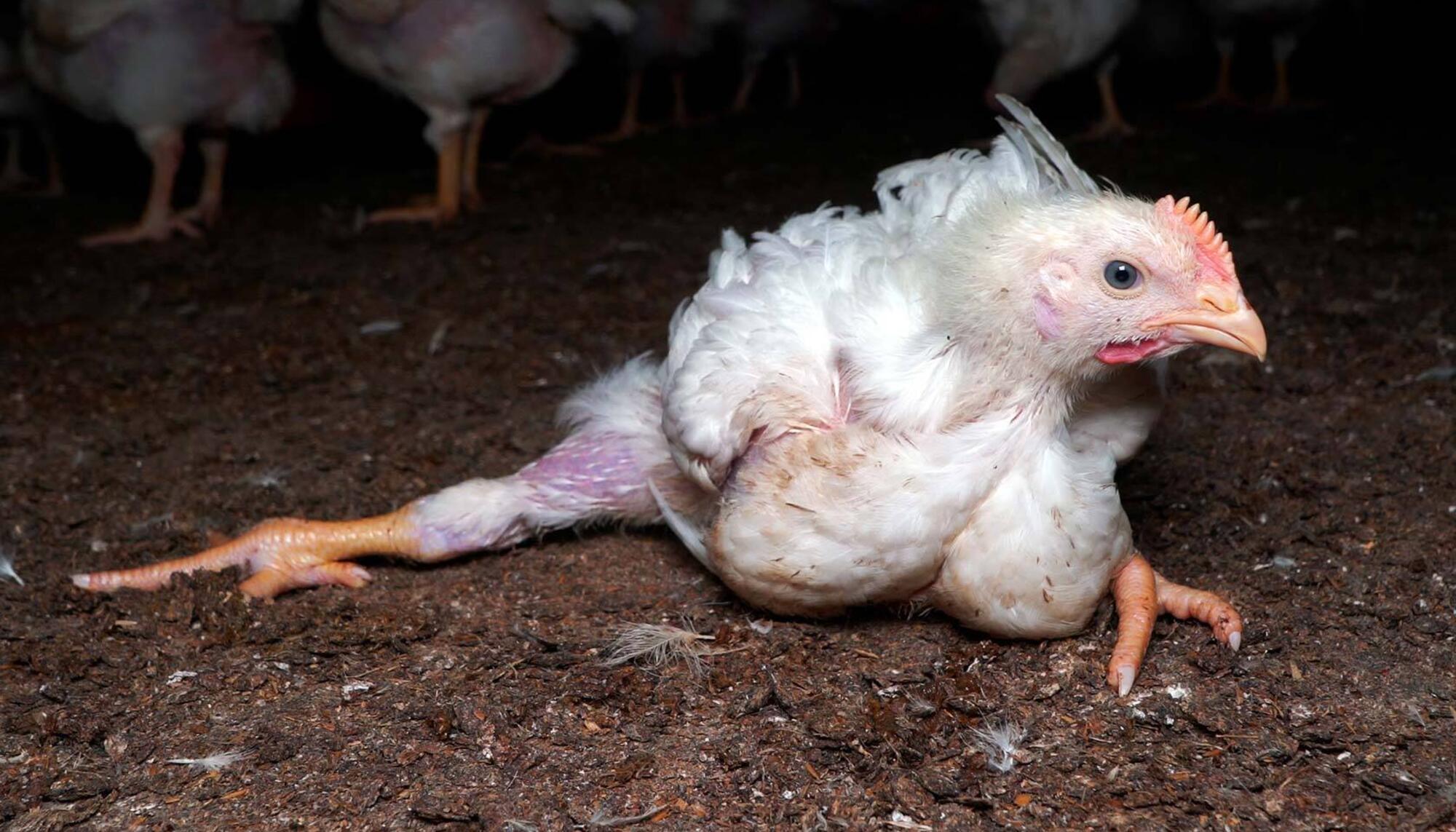 Pollo Lidl Observatorio Bienestar Animal