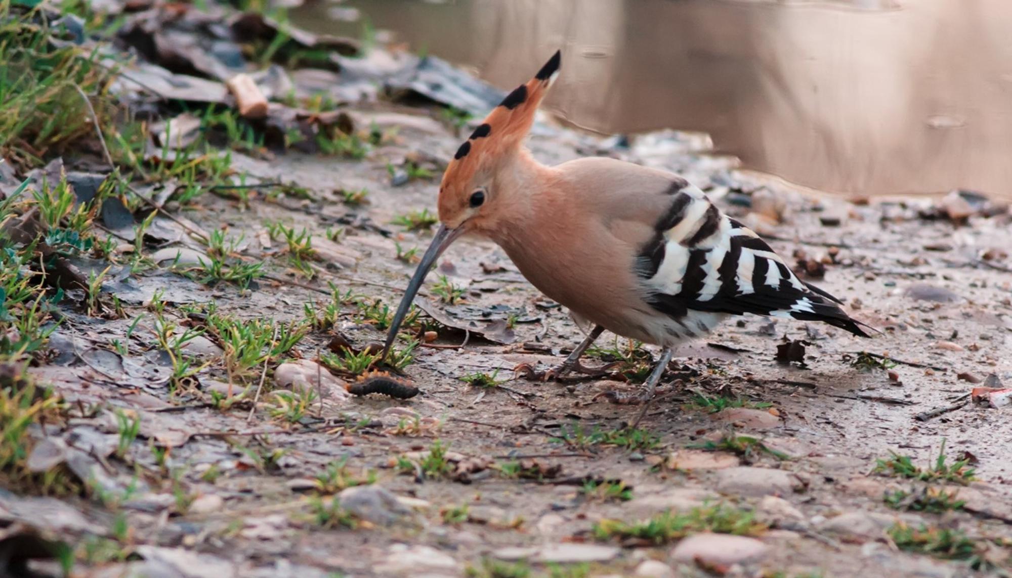 Pájaro. Fauna. Aves. Medio ambiente