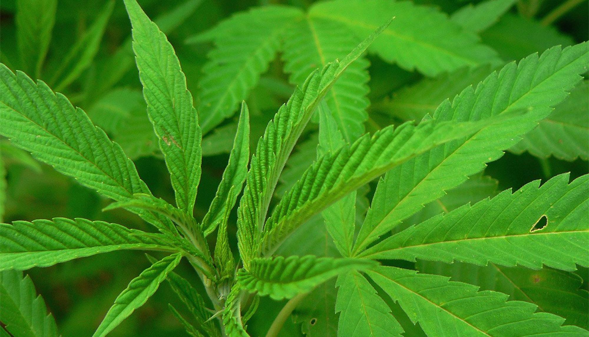 Cannabis españa