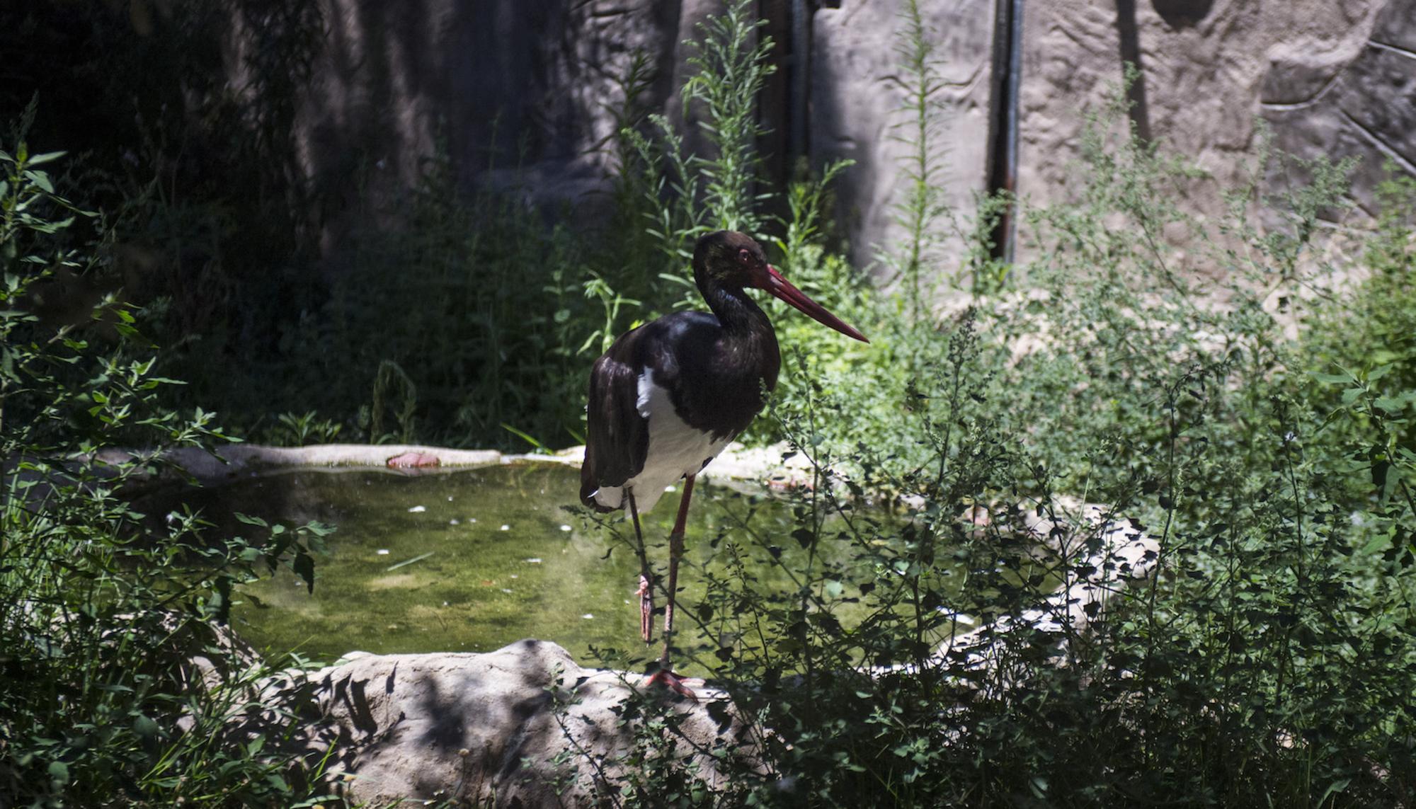 Ciguena fauna