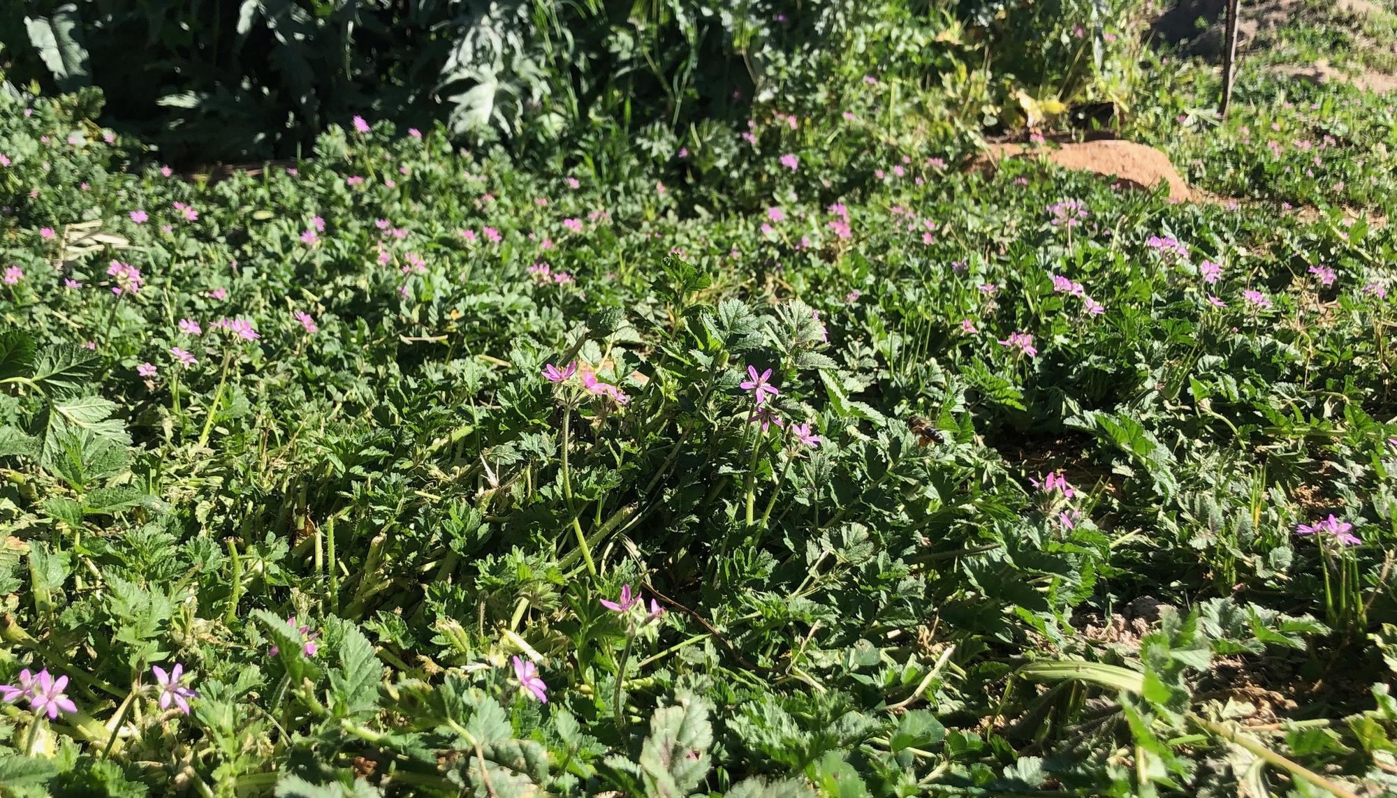 Foto flor Campo de Cuidados