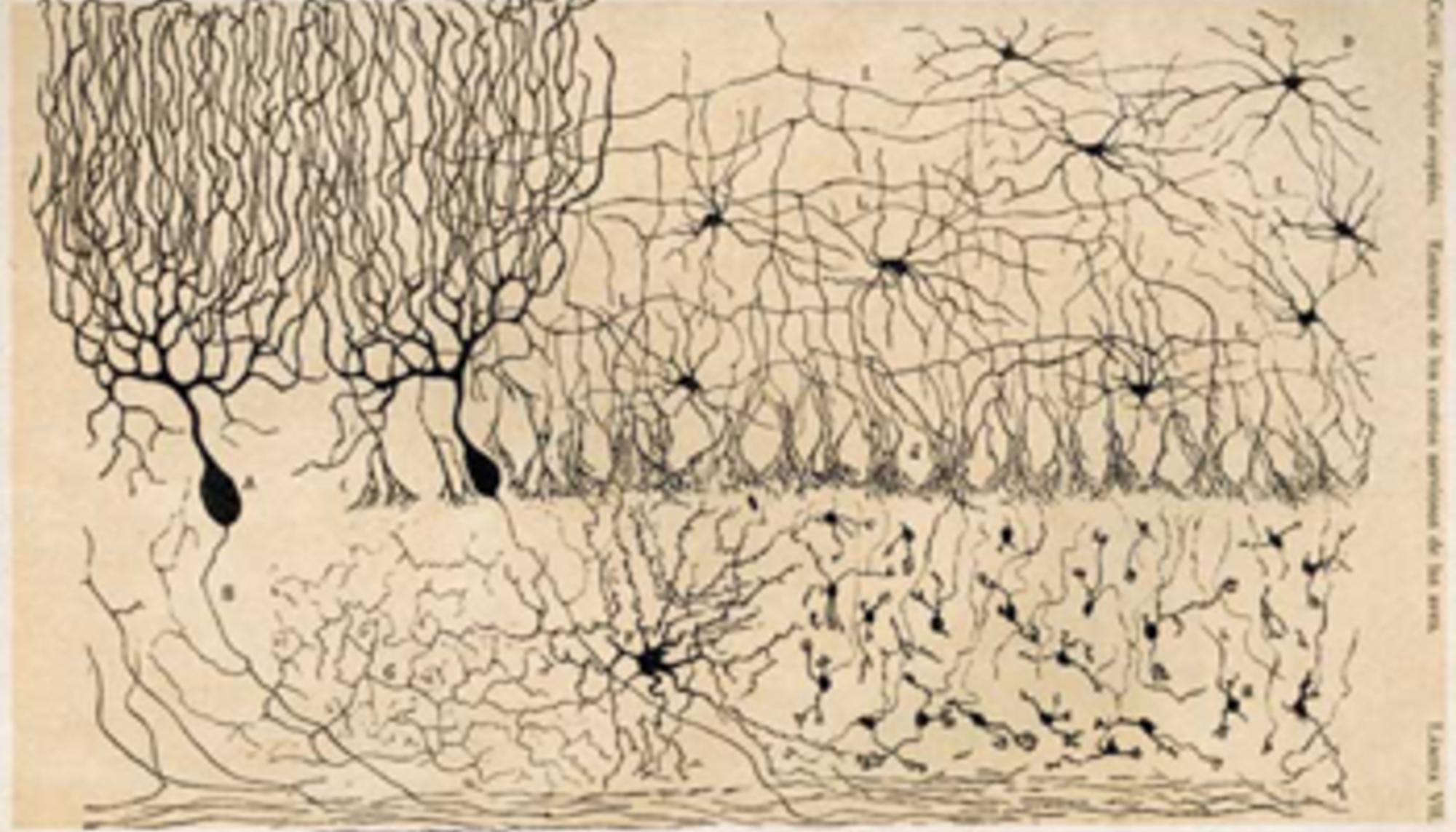 Dibujo de Ramón y Cajal de las células del cerebelo de un pollo