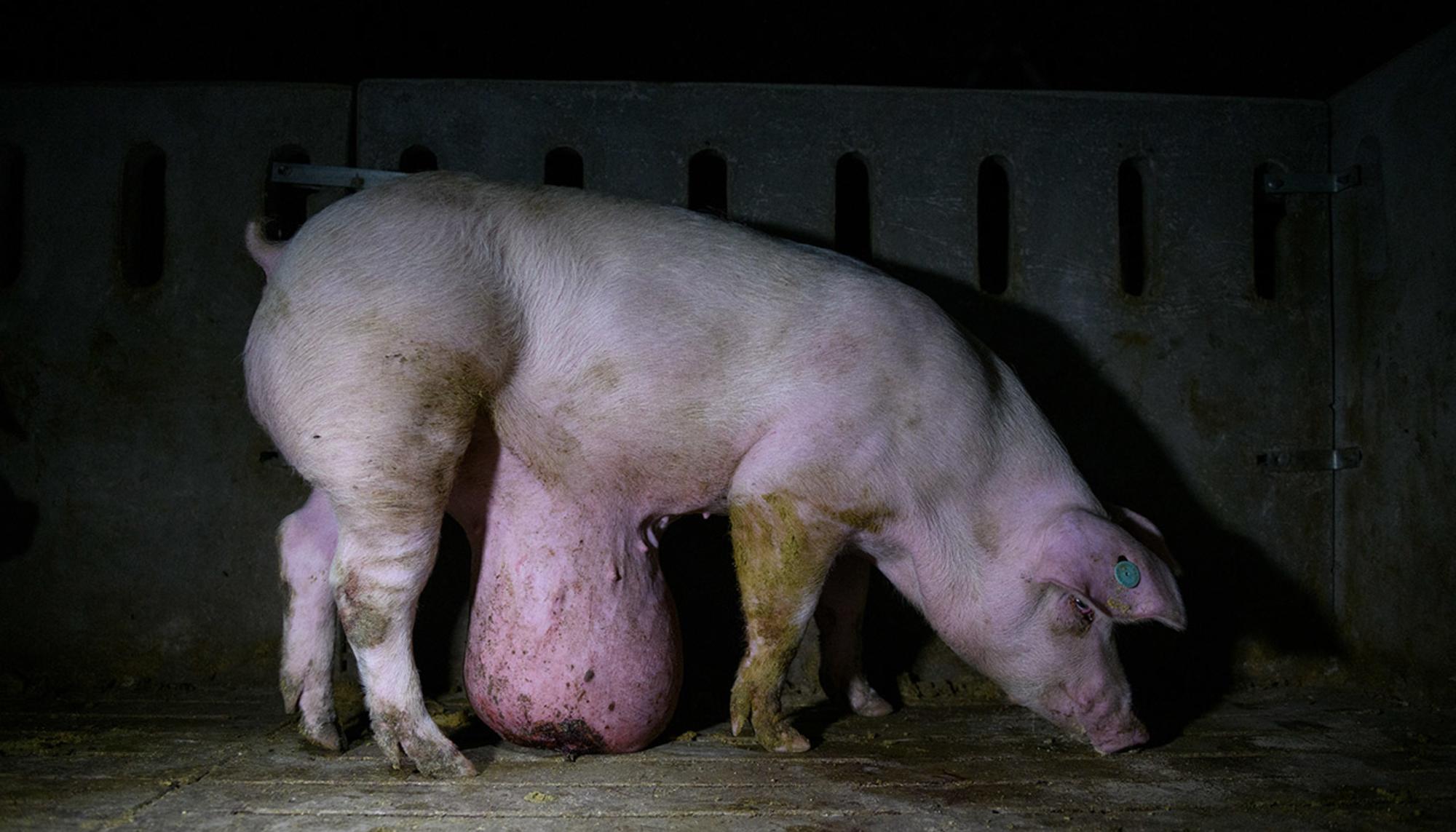 Ver el sufrimiento animal en granjas de cerdos 2