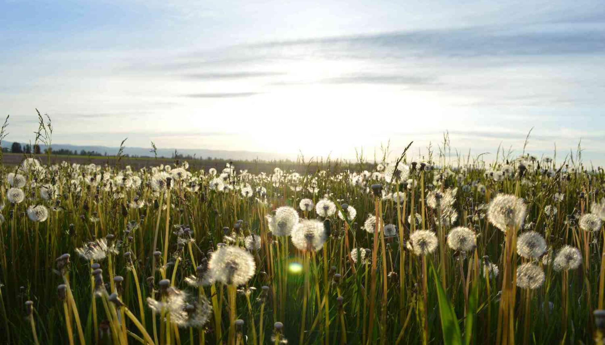 Al atardecer