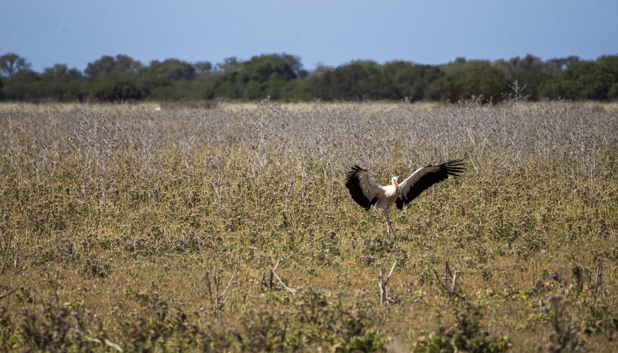 Doñana Abril 2023 - 9