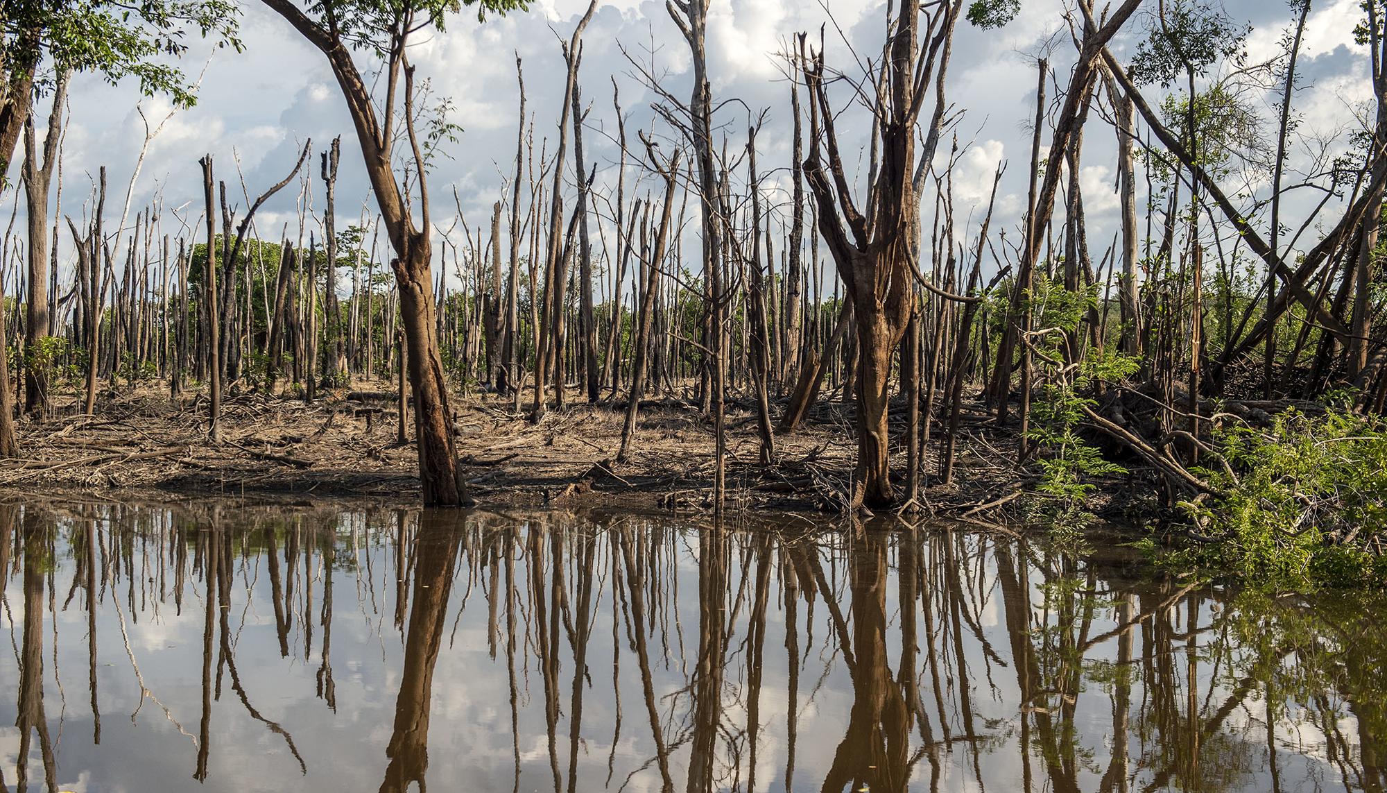 Amazonas devastado