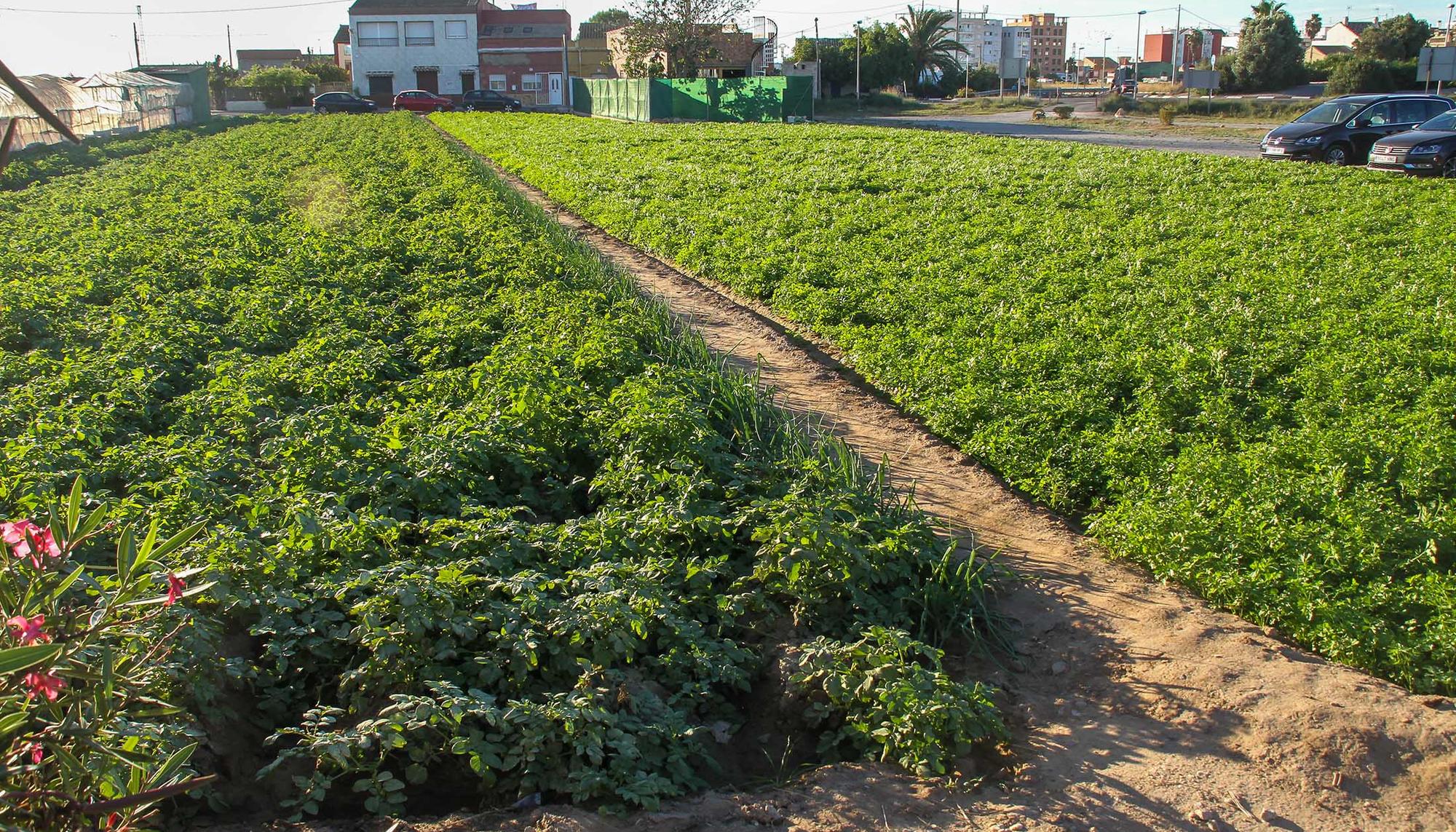 Huerta Valencia Pinedo