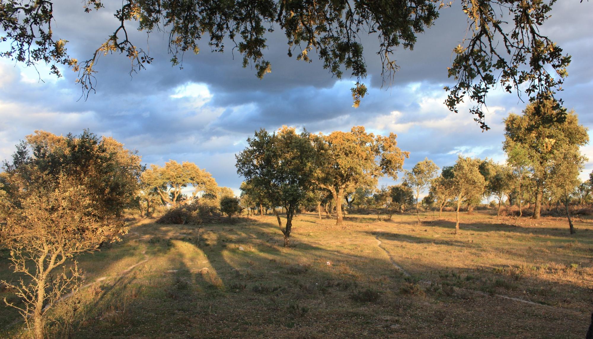 Campo extremeño