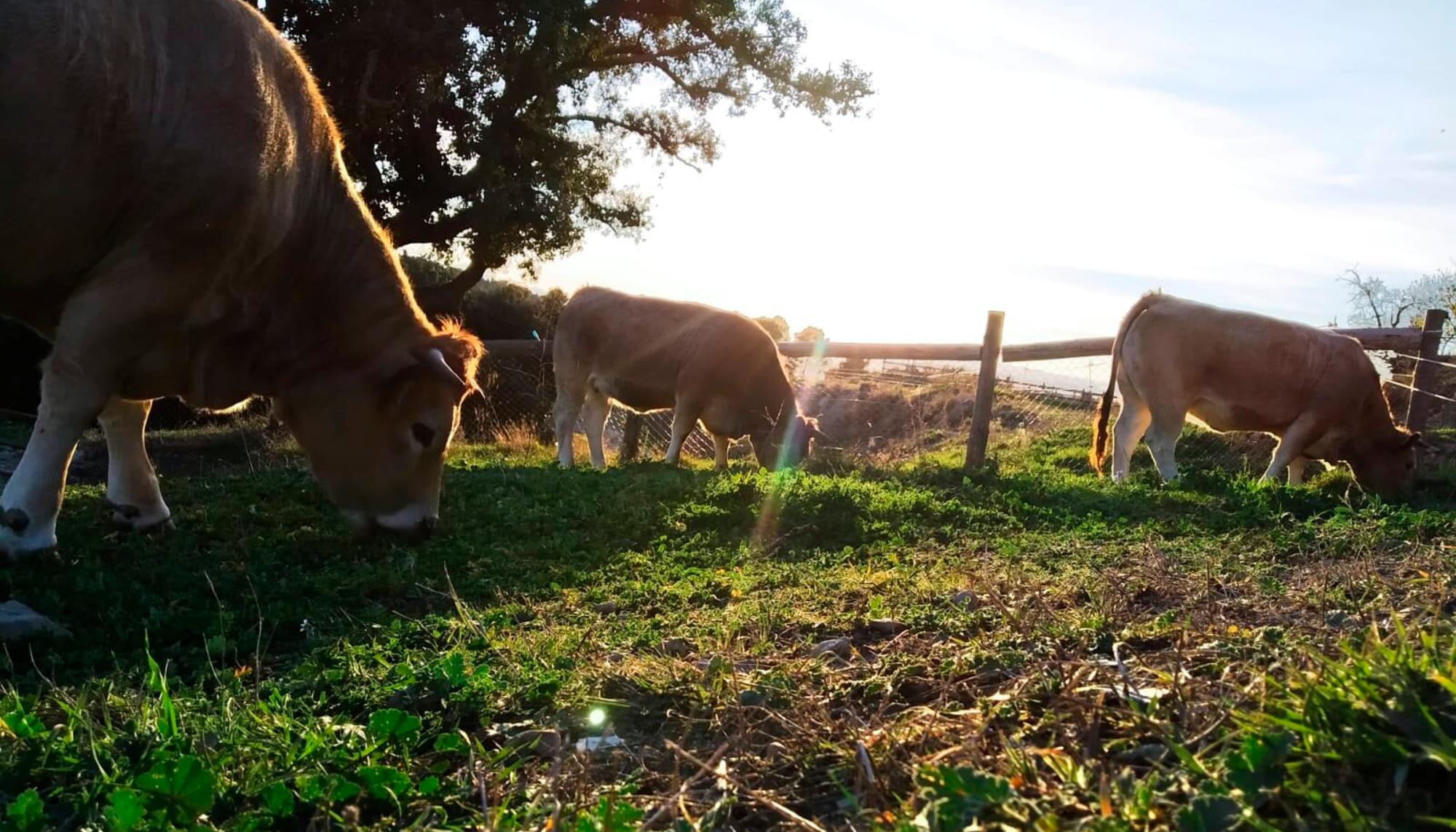 Vacas pastando en Catalunya
