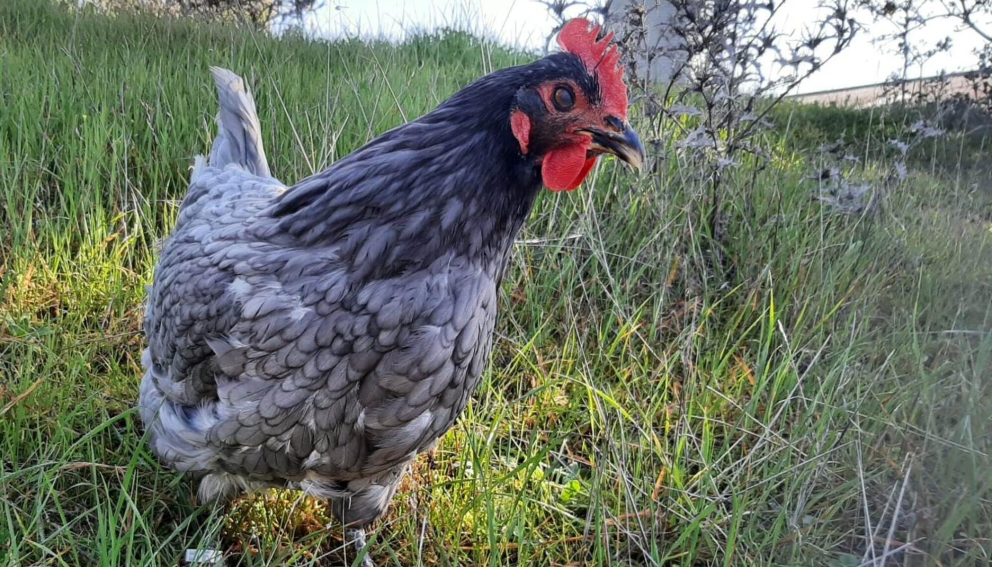 Gallina Extremeña Azul