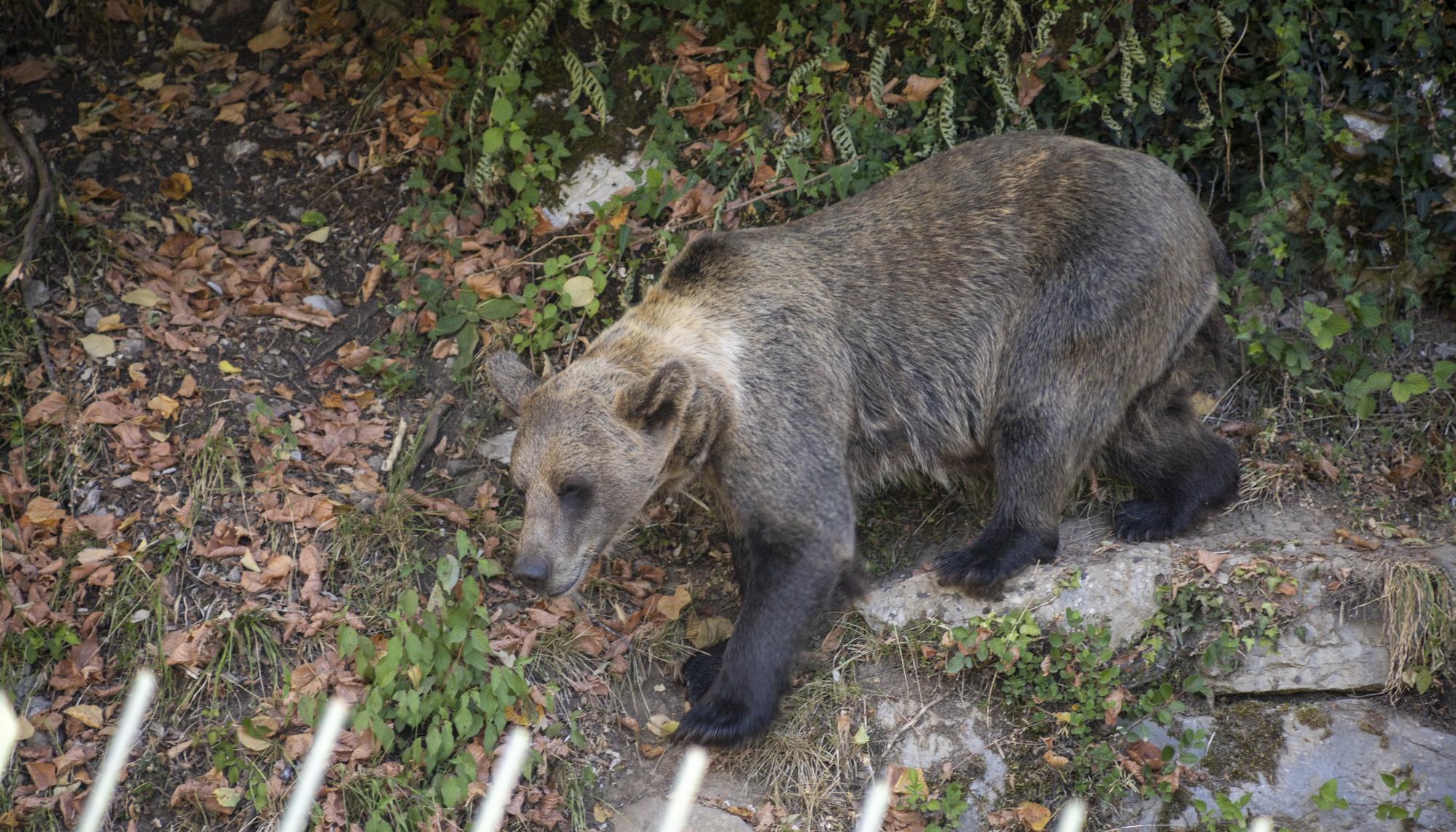 La senda del oso Asturias