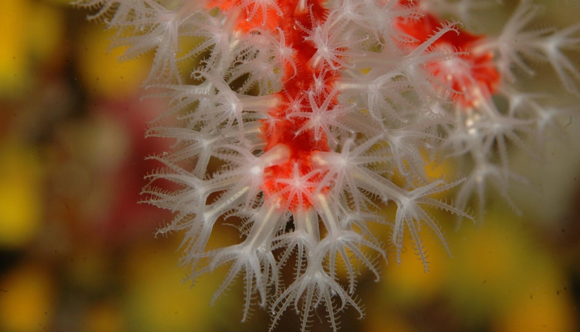 Coral rojo