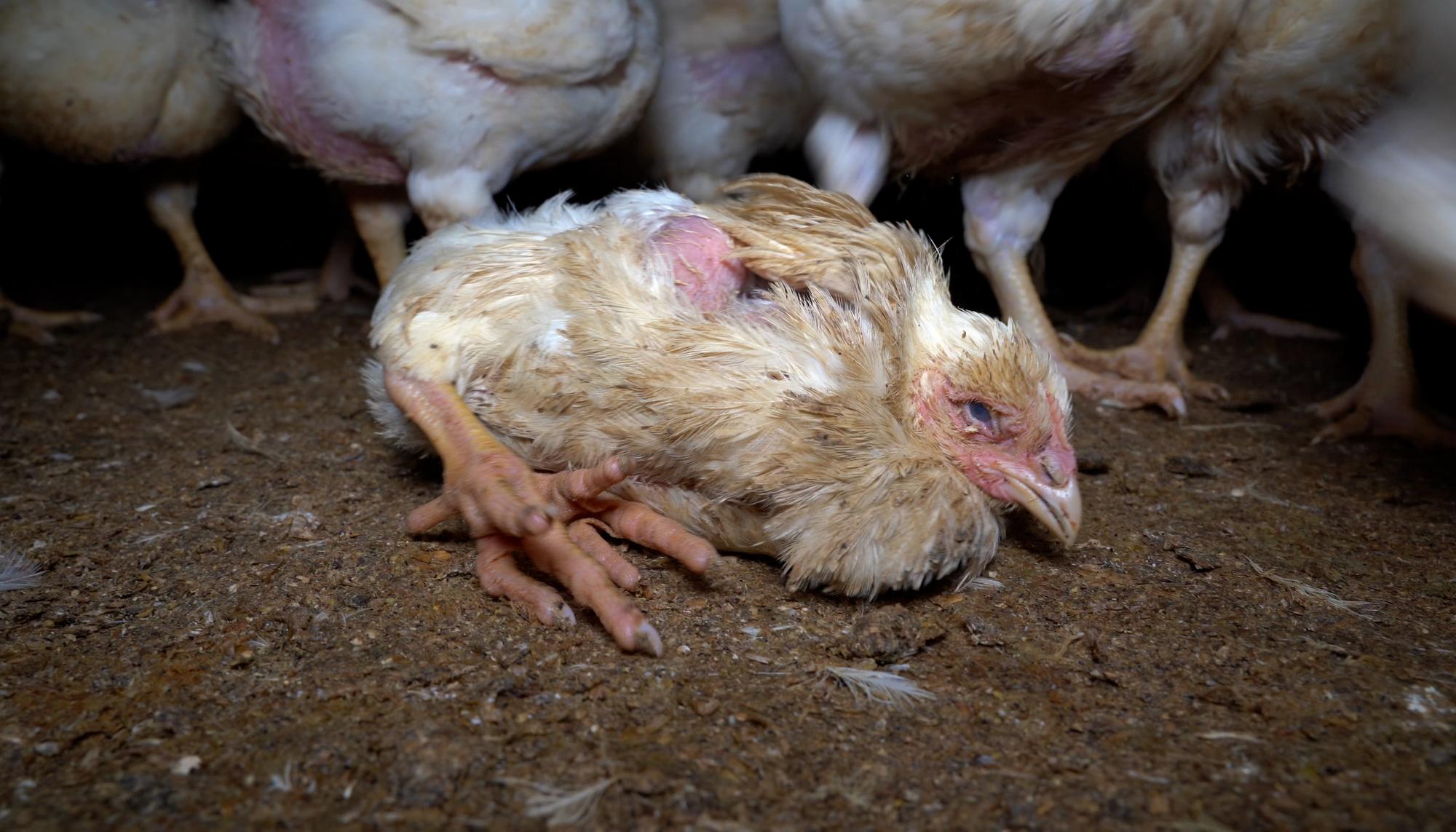 pollo con deformacion granja lidl