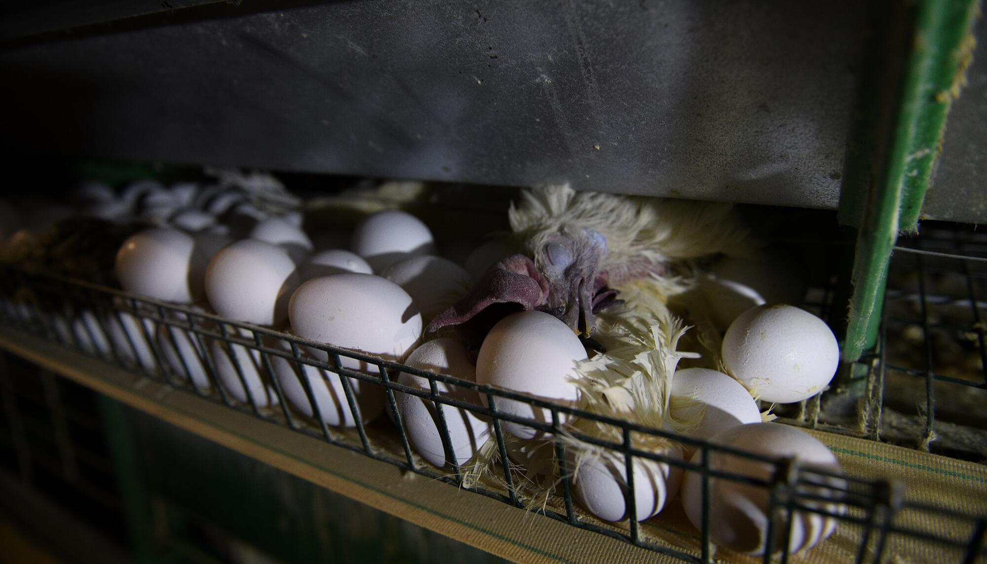 Granja gallinas  - 1