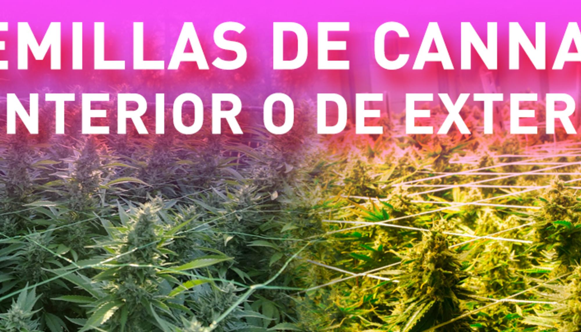 semillas cannabis